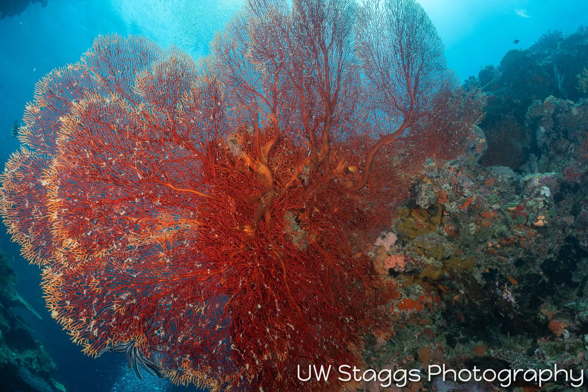Reef Scene — Bligh Waters, Fiji