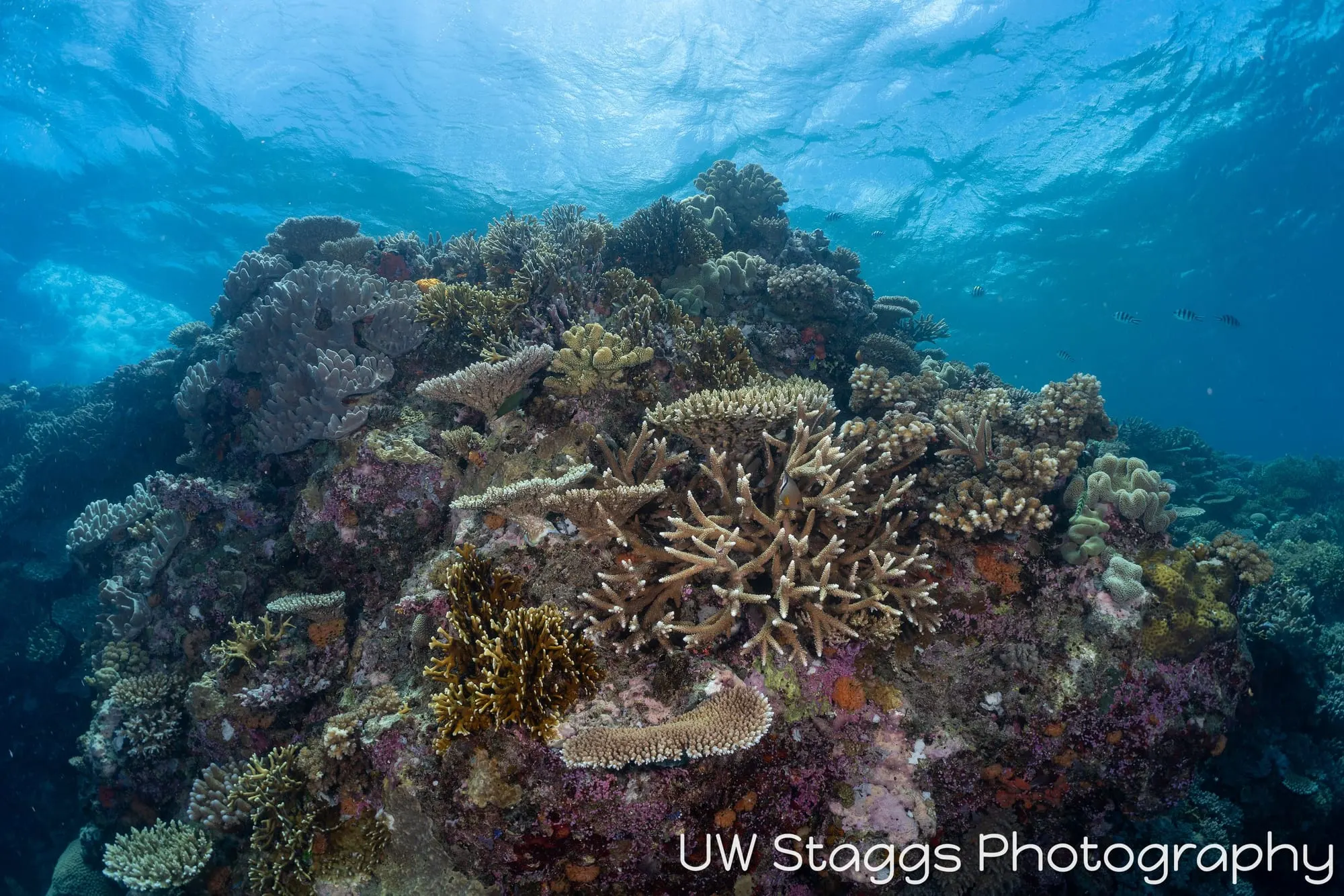 Reef Scene — Bligh Waters, Fiji