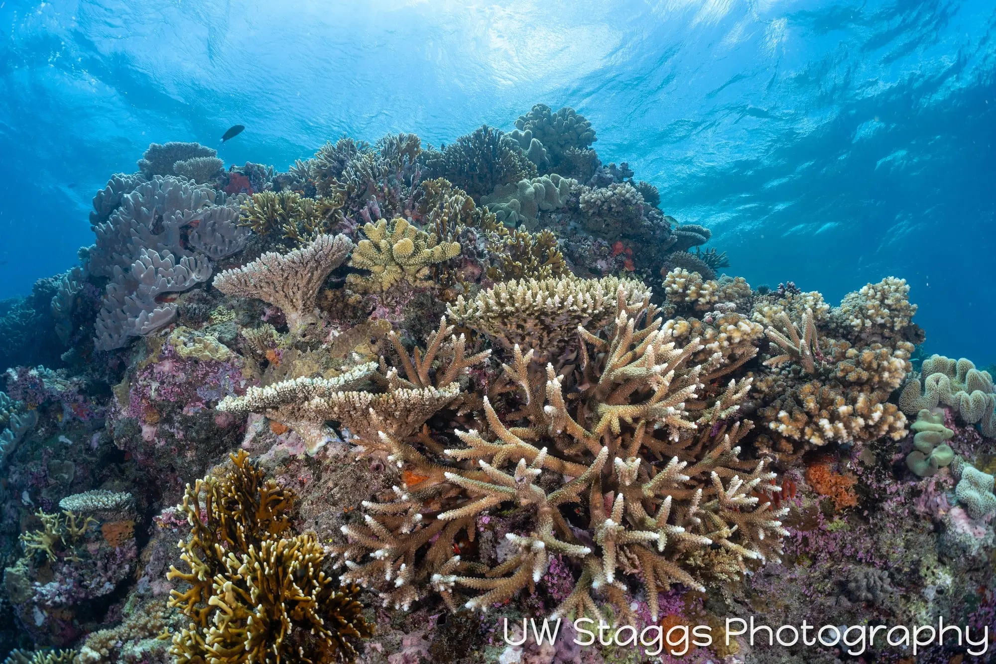 Reef Scene — Bligh Waters, Fiji