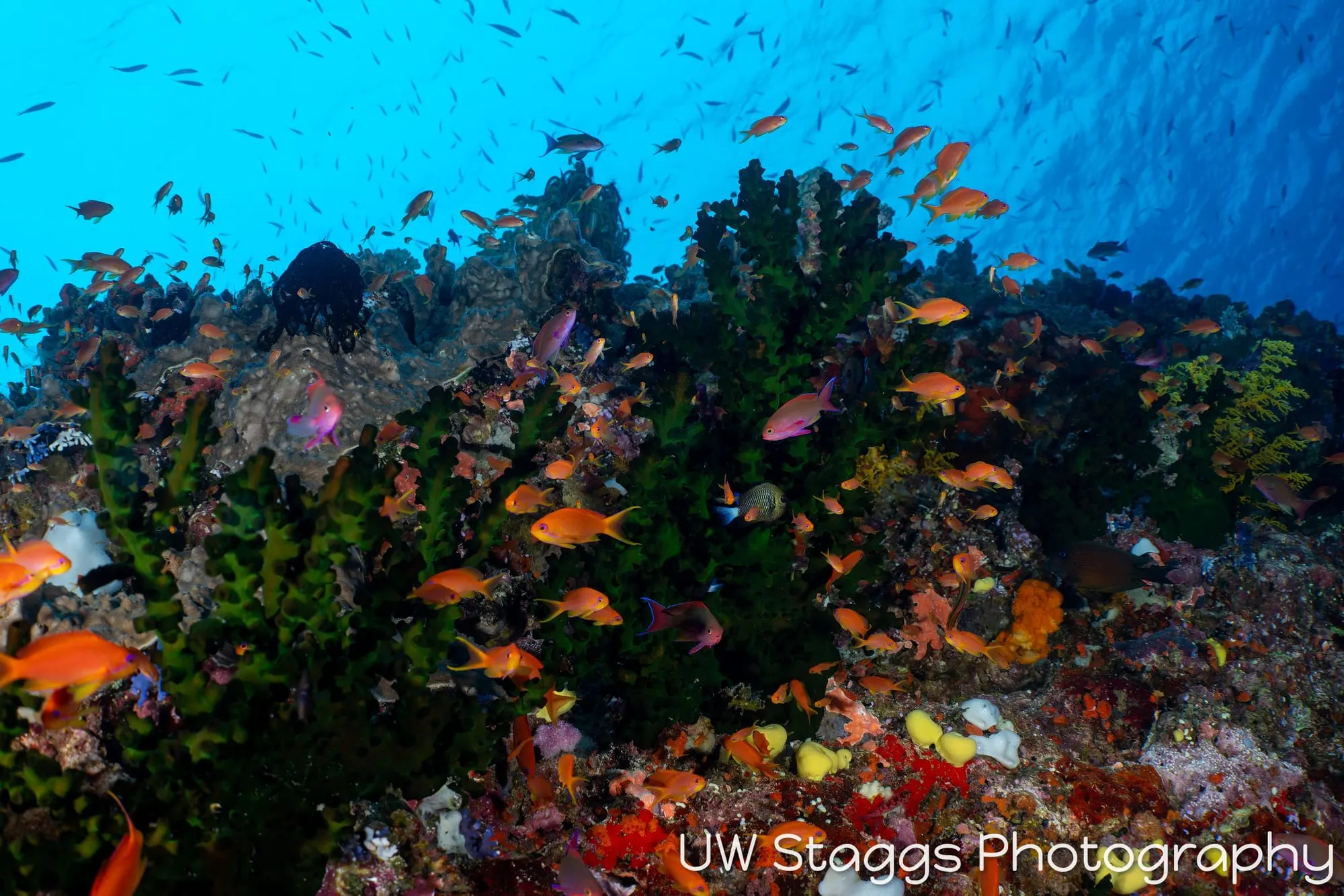 Reef Scene — Bligh Waters, Fiji