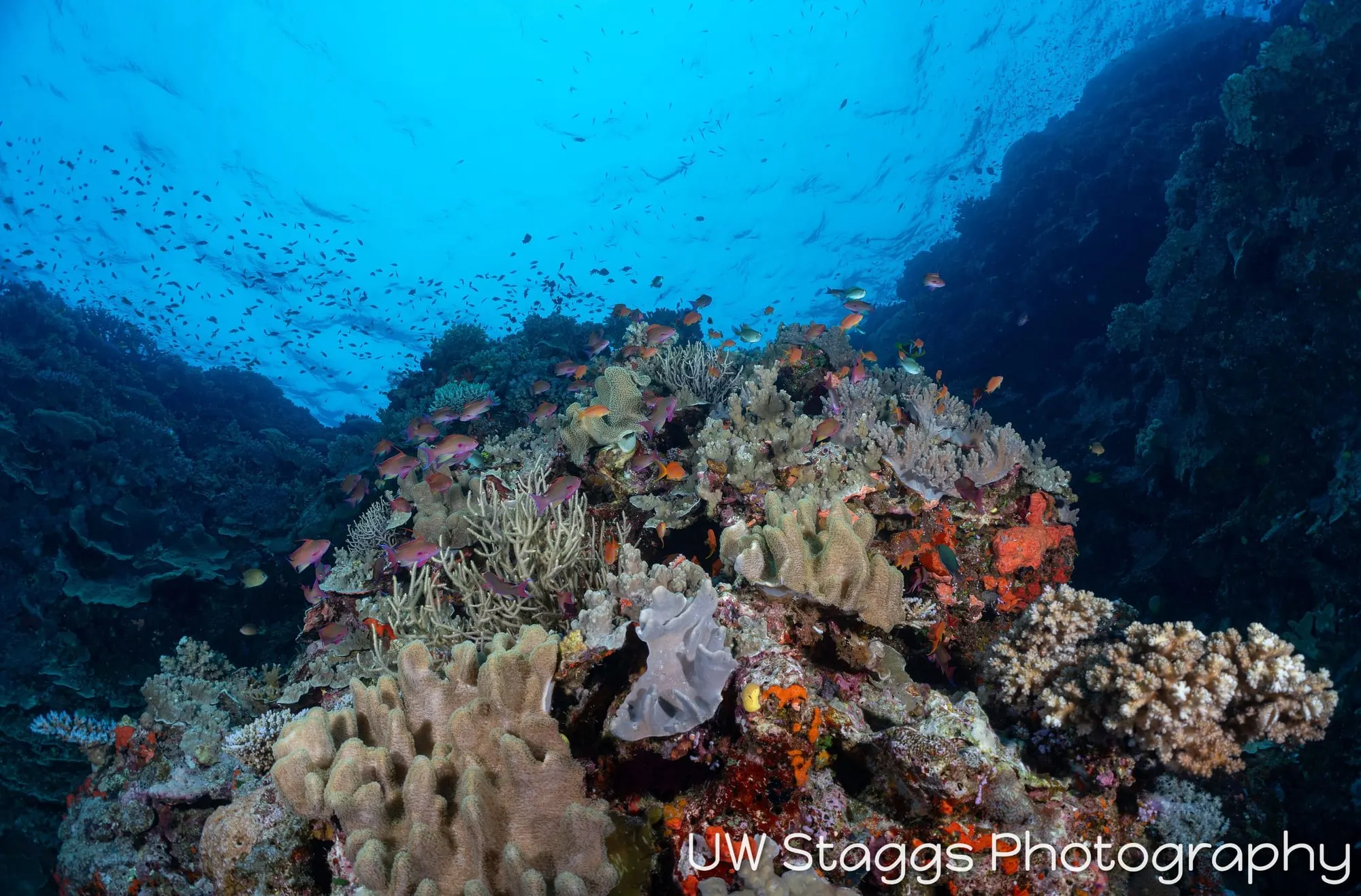 Reef Scene — Bligh Waters, Fiji