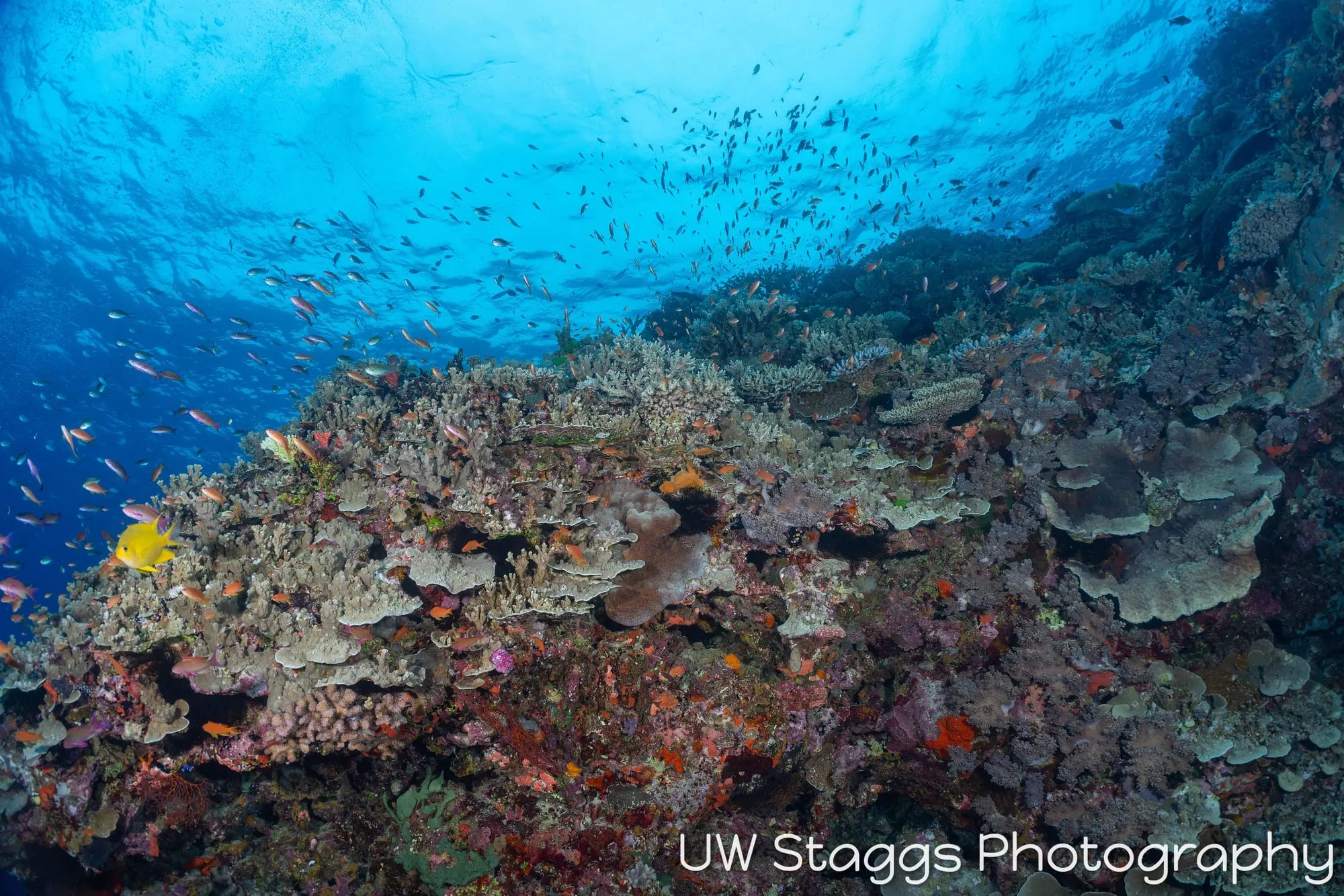 Reef Scene — Bligh Waters, Fiji