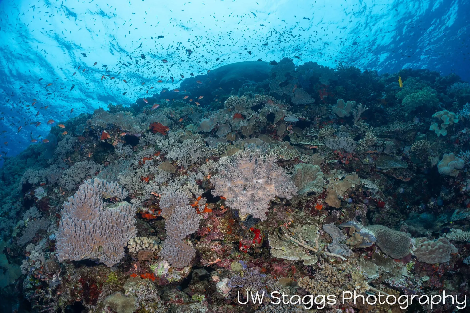 Reef Scene — Bligh Waters, Fiji