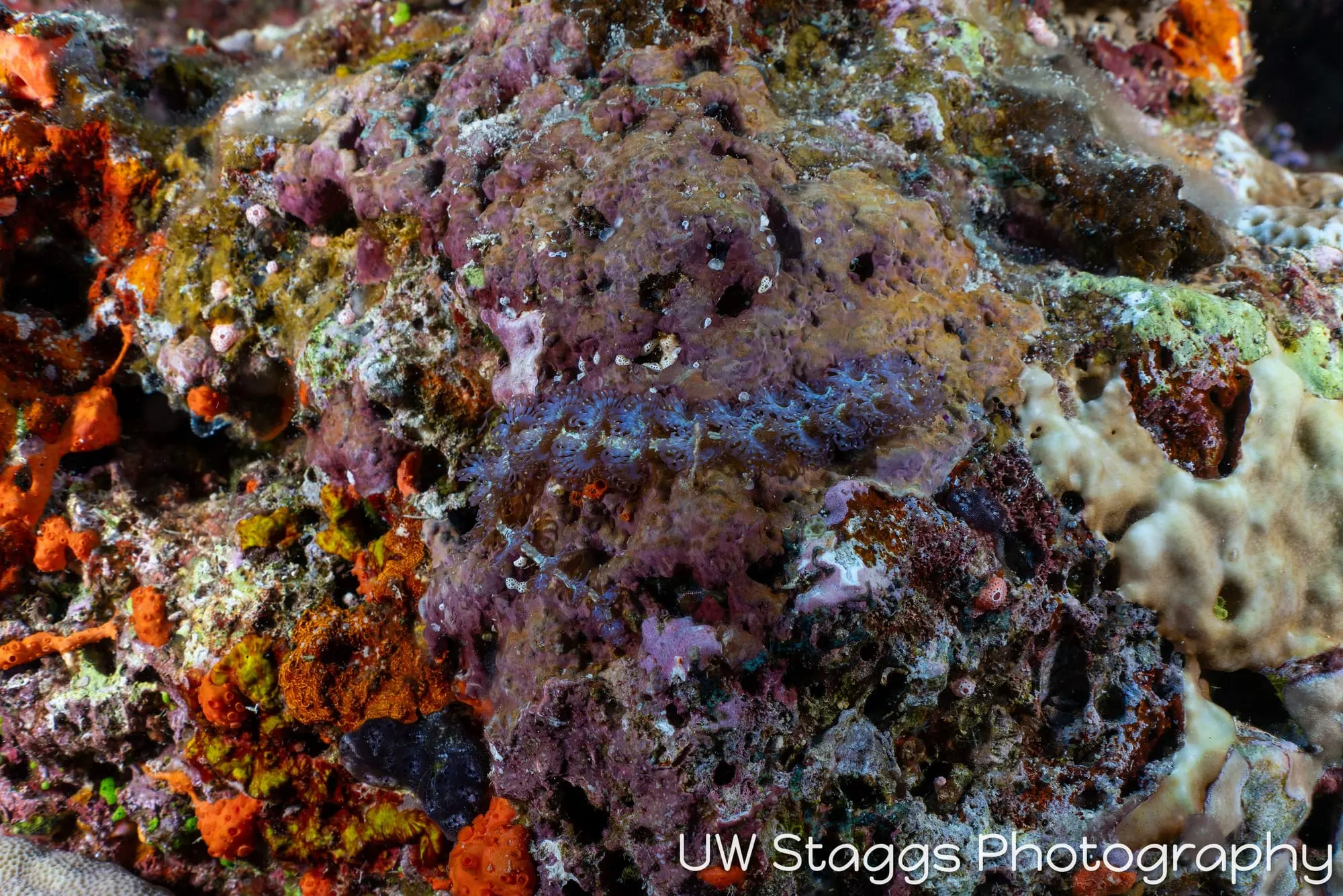 Reef Scene — Bligh Waters, Fiji