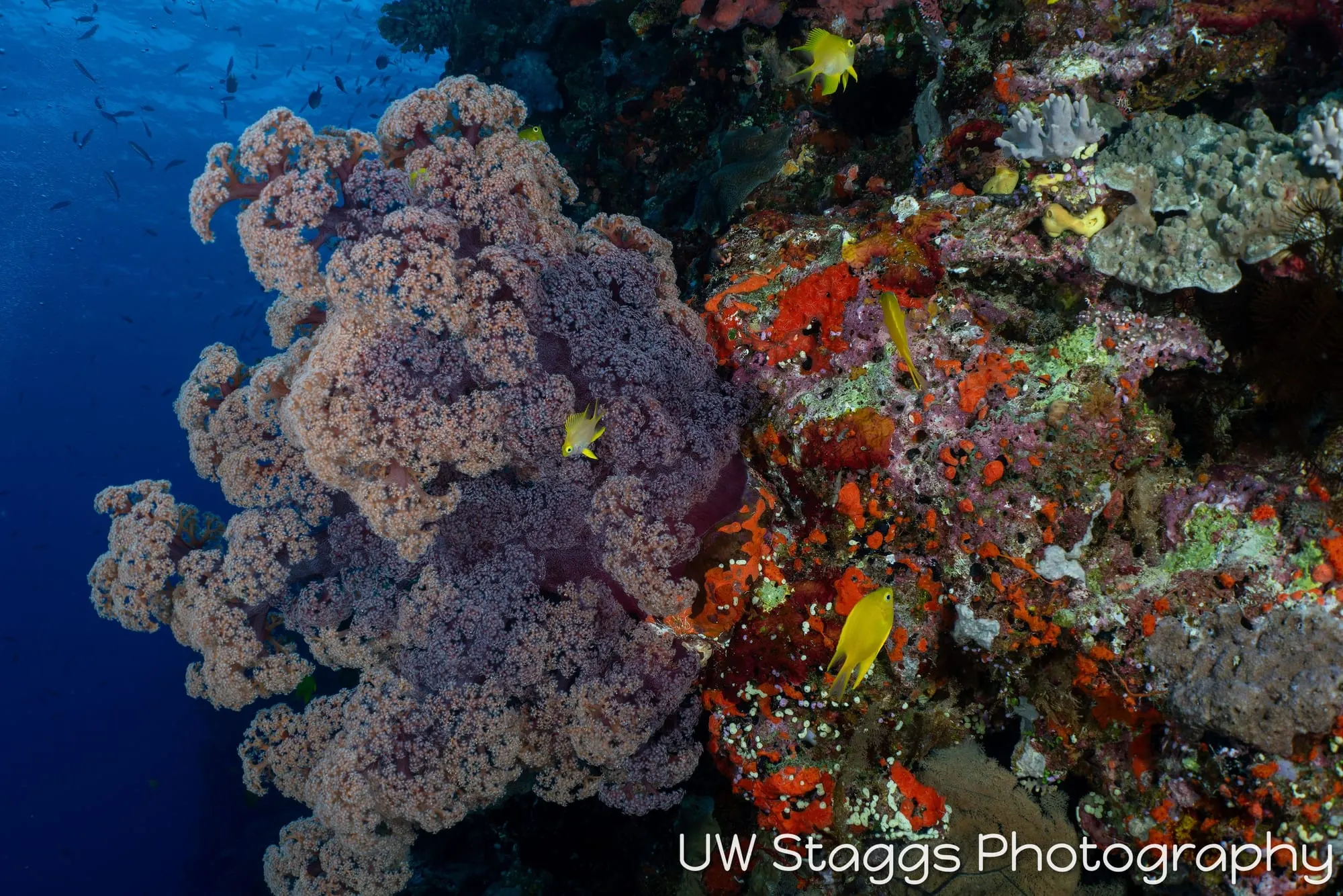 Reef Scene — Bligh Waters, Fiji