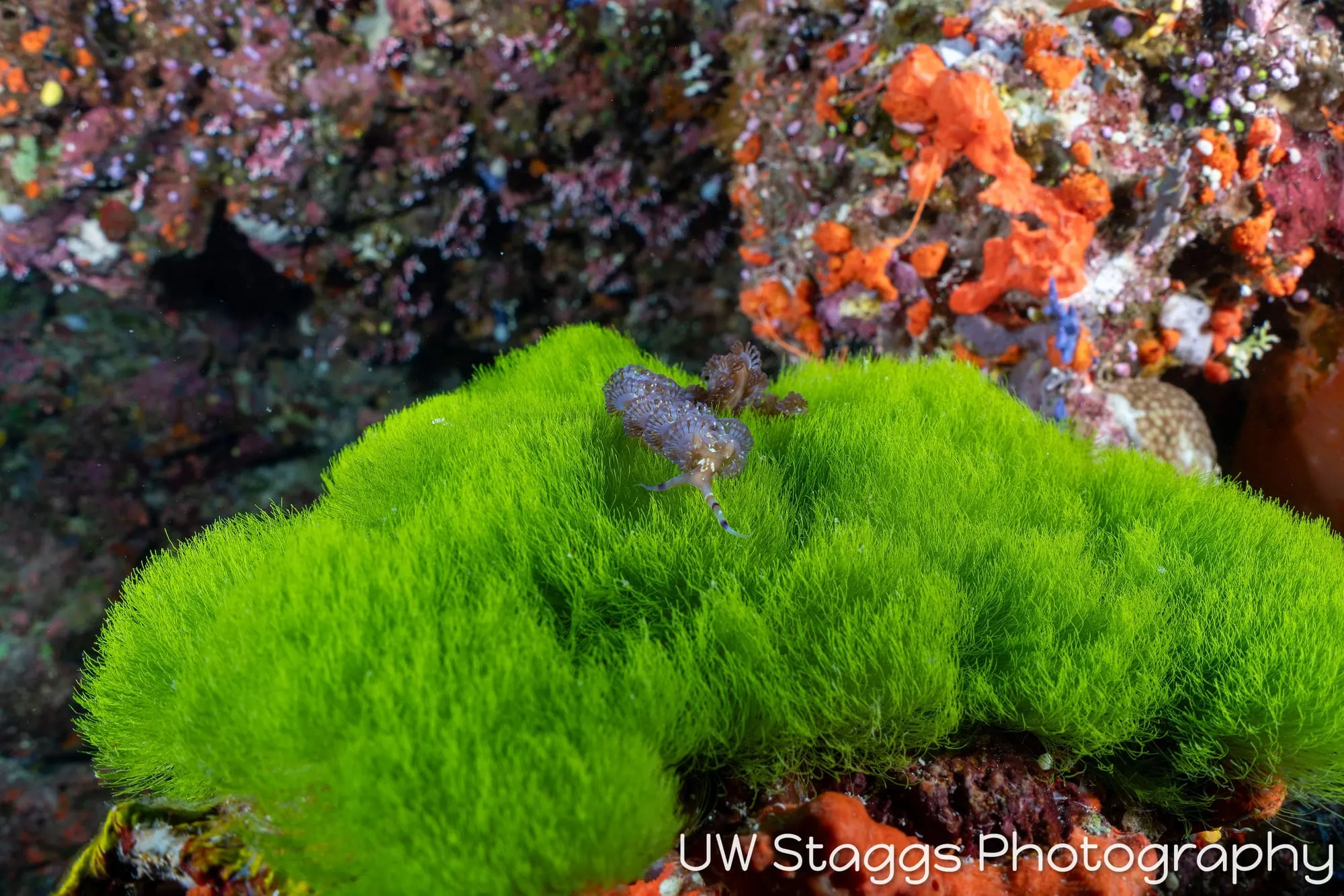 Reef Scene — Bligh Waters, Fiji