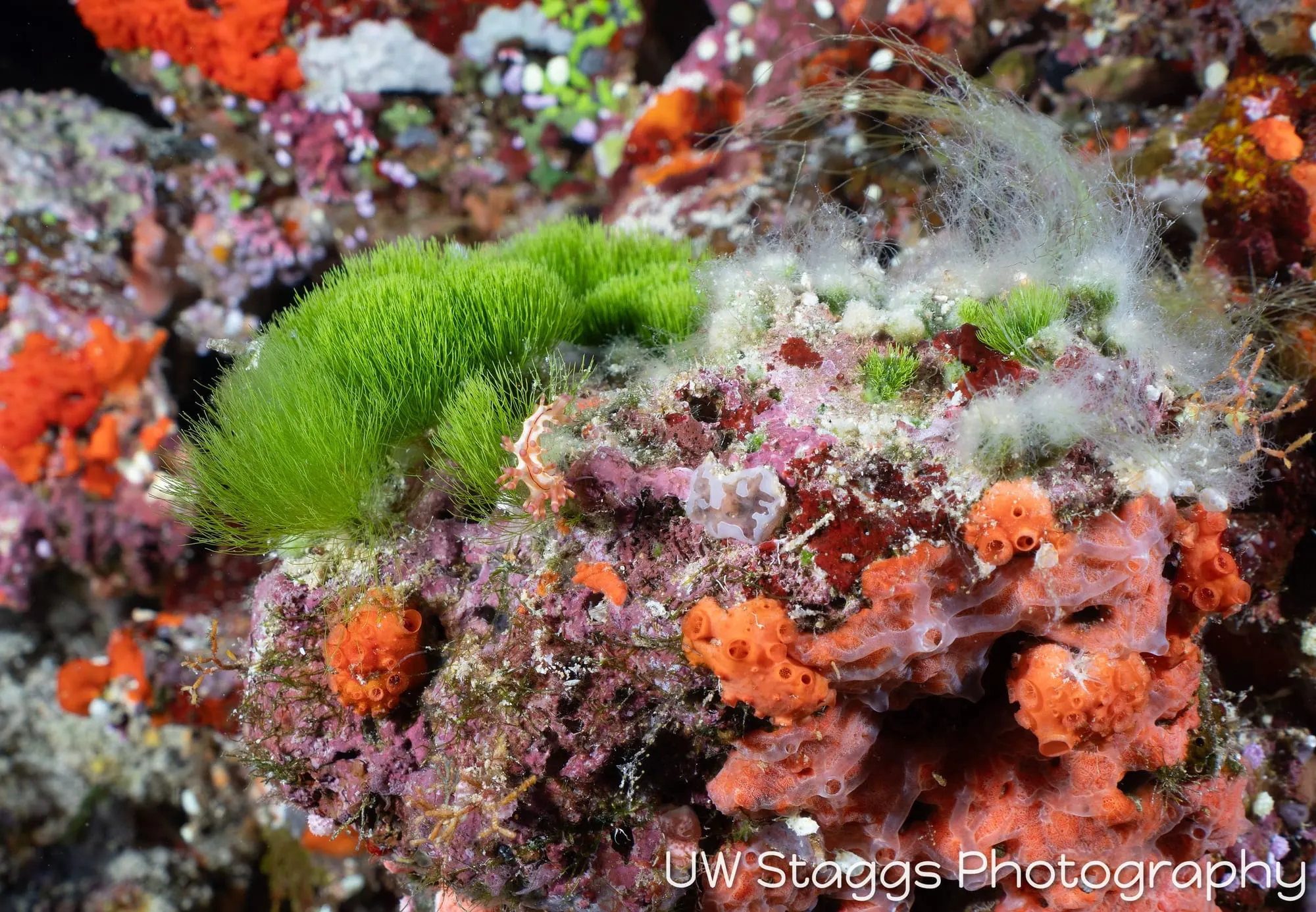 Reef Scene — Bligh Waters, Fiji