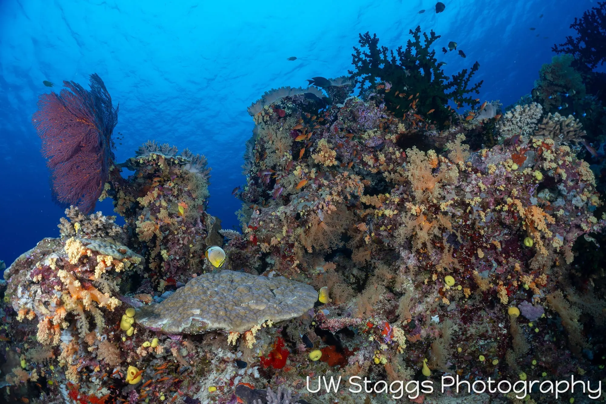 Reef Scene — Bligh Waters, Fiji