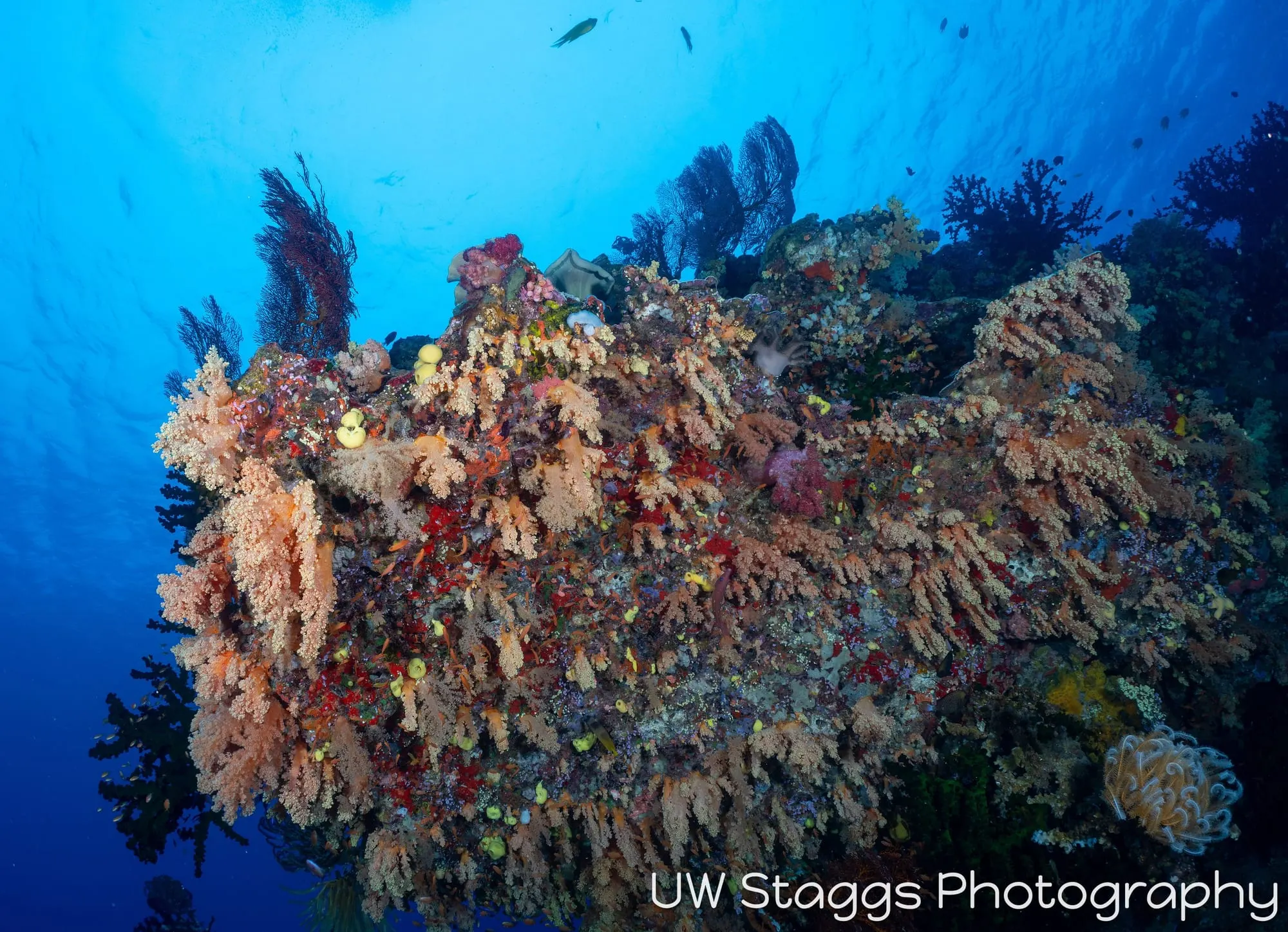 Reef Scene — Bligh Waters, Fiji