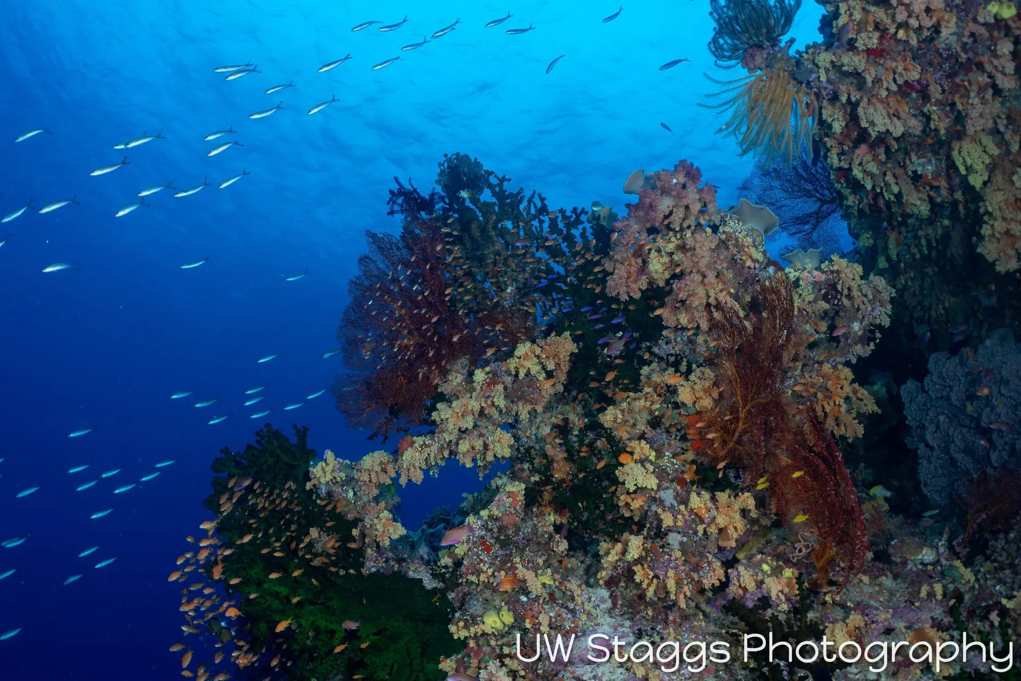 Reef Scene — Bligh Waters, Fiji