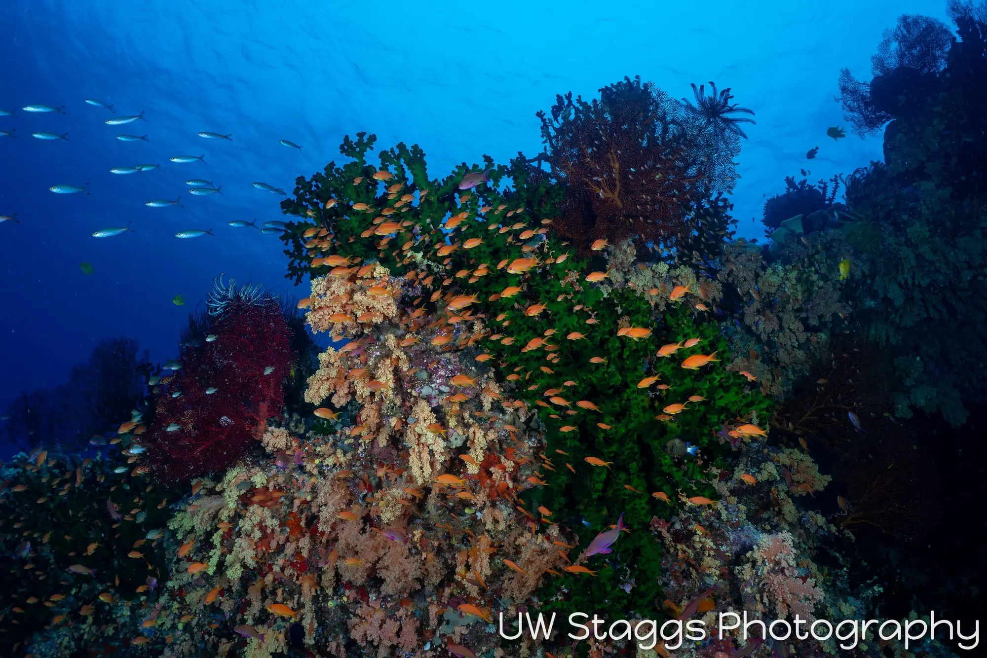 Reef Scene — Bligh Waters, Fiji