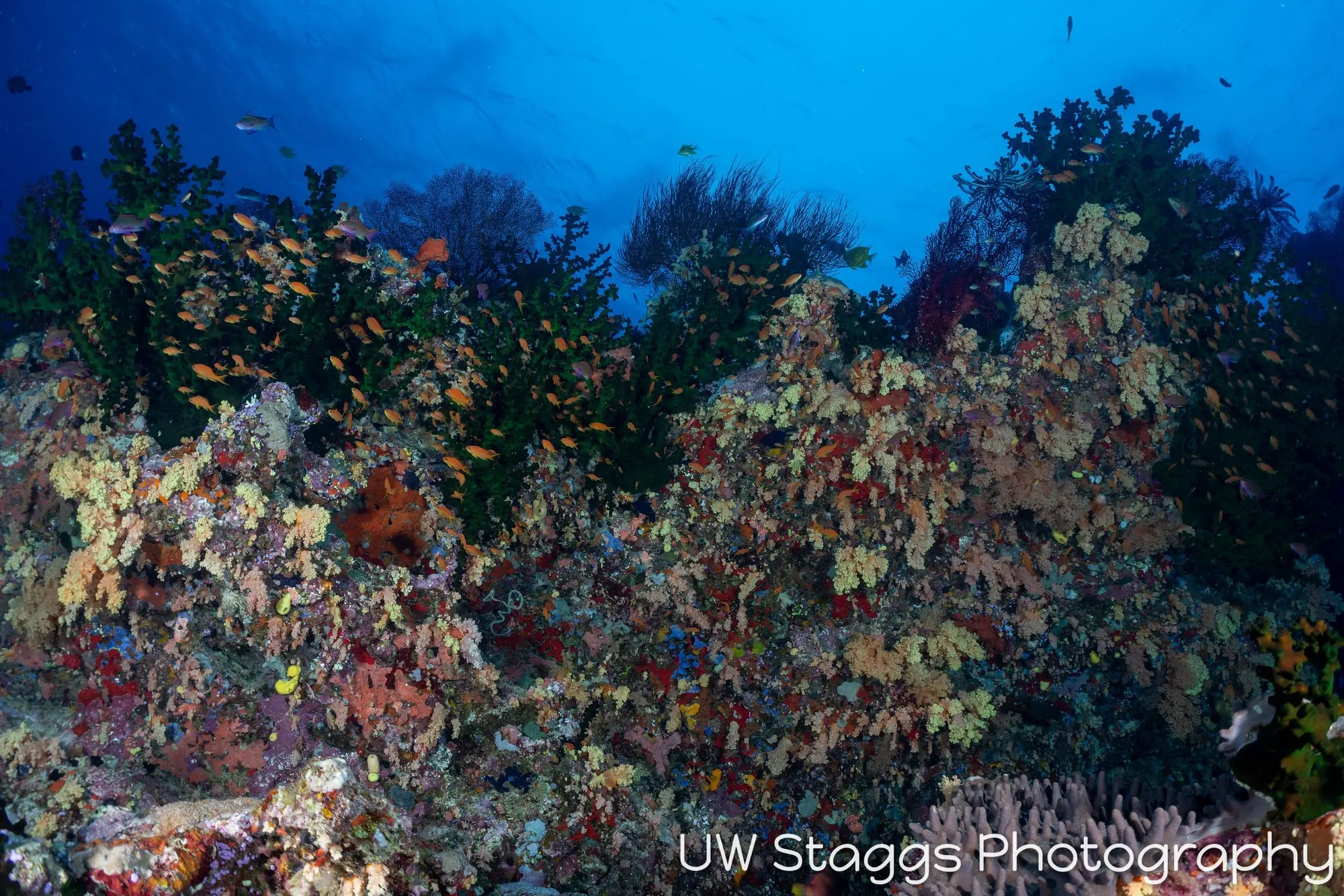 Reef Scene — Bligh Waters, Fiji