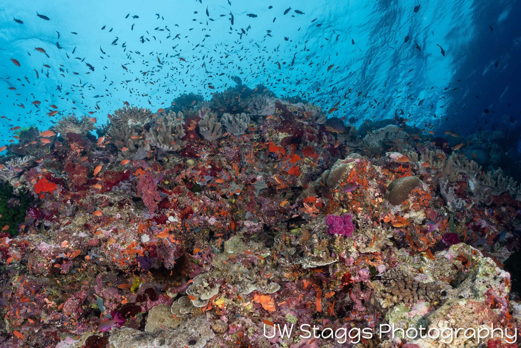 Reef Scene — Bligh Waters, Fiji