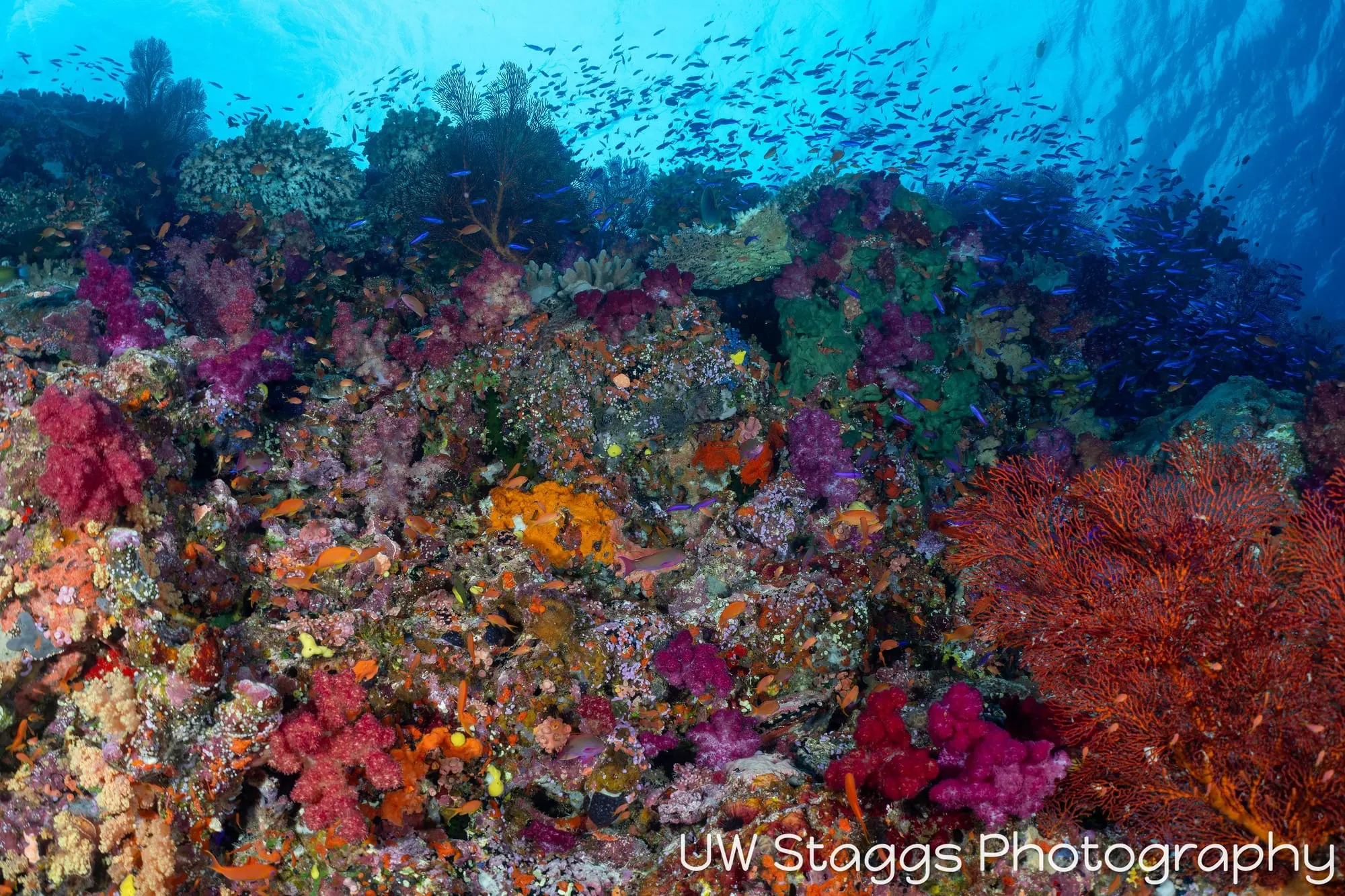 Reef Scene — Bligh Waters, Fiji