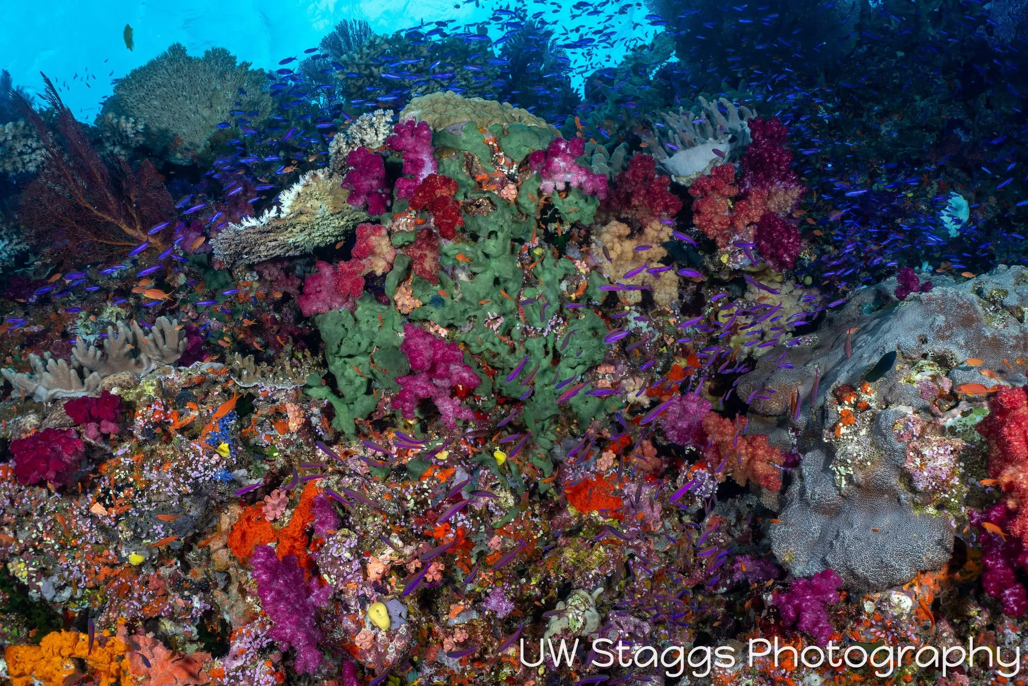Reef Scene — Bligh Waters, Fiji