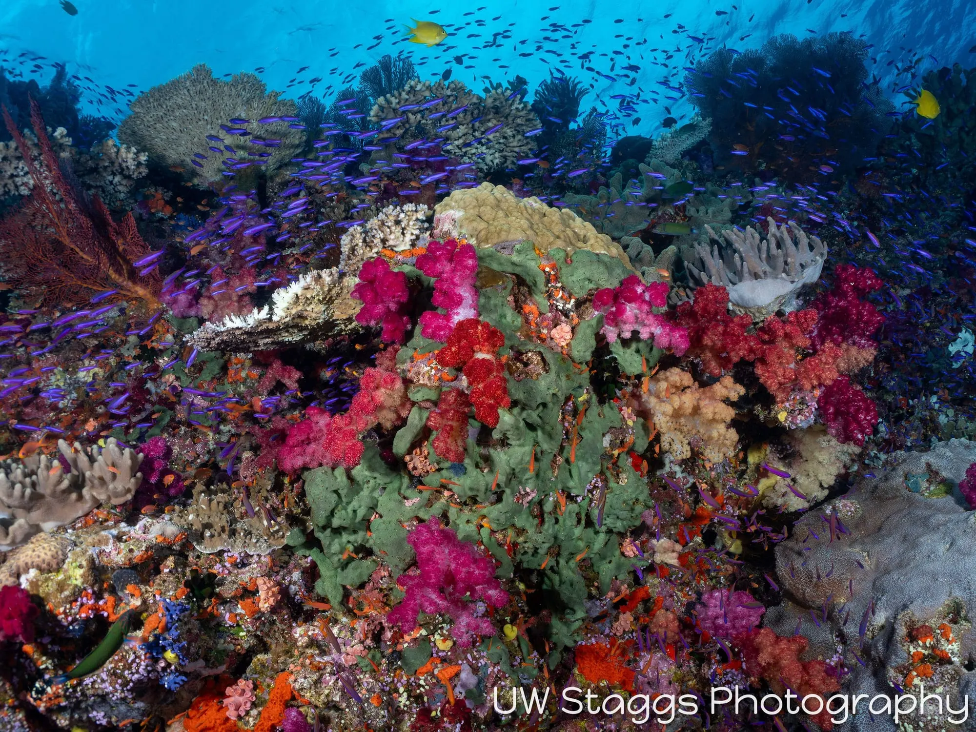 Reef Scene — Bligh Waters, Fiji