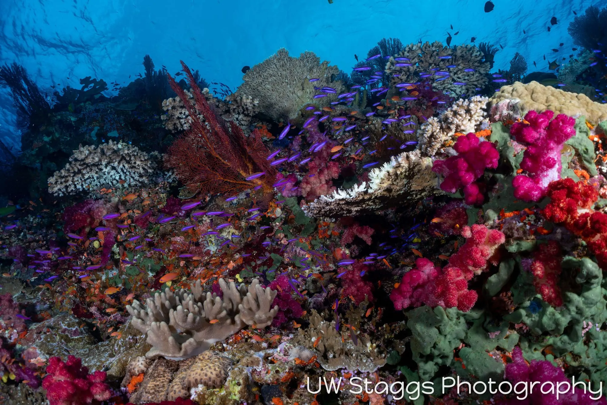 Reef Scene — Bligh Waters, Fiji