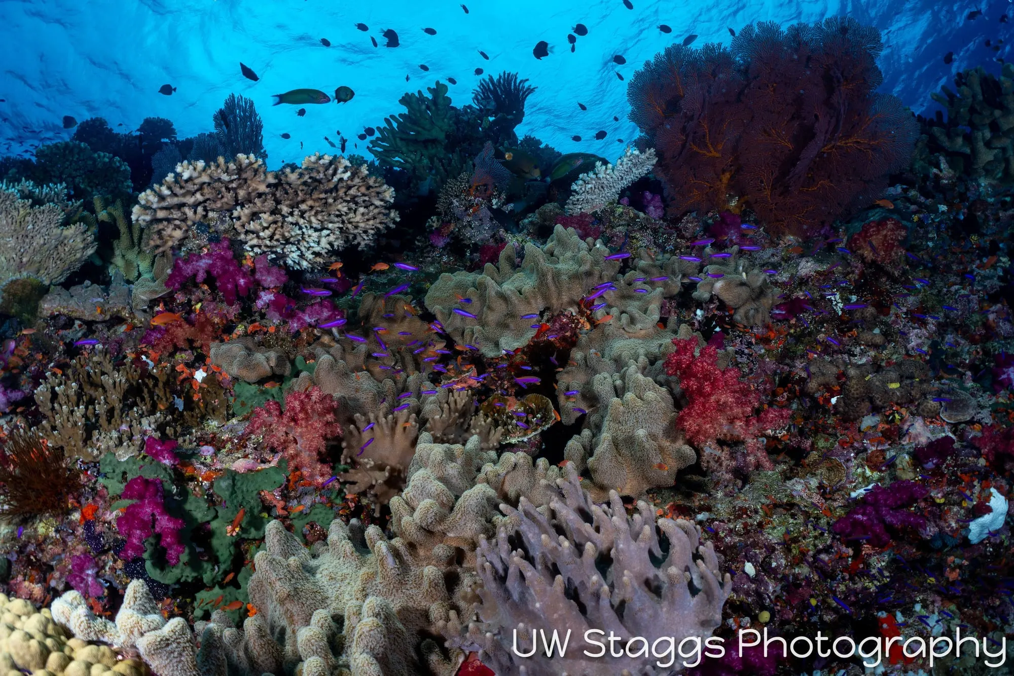 Reef Scene — Bligh Waters, Fiji