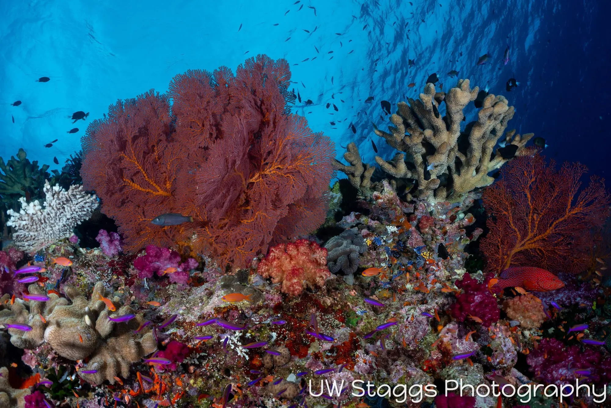 Reef Scene — Bligh Waters, Fiji