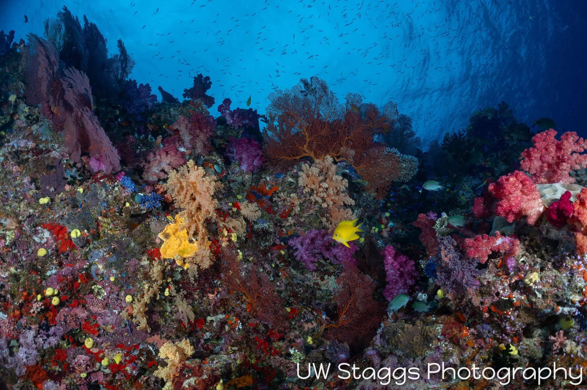 Reef Scene — Bligh Waters, Fiji
