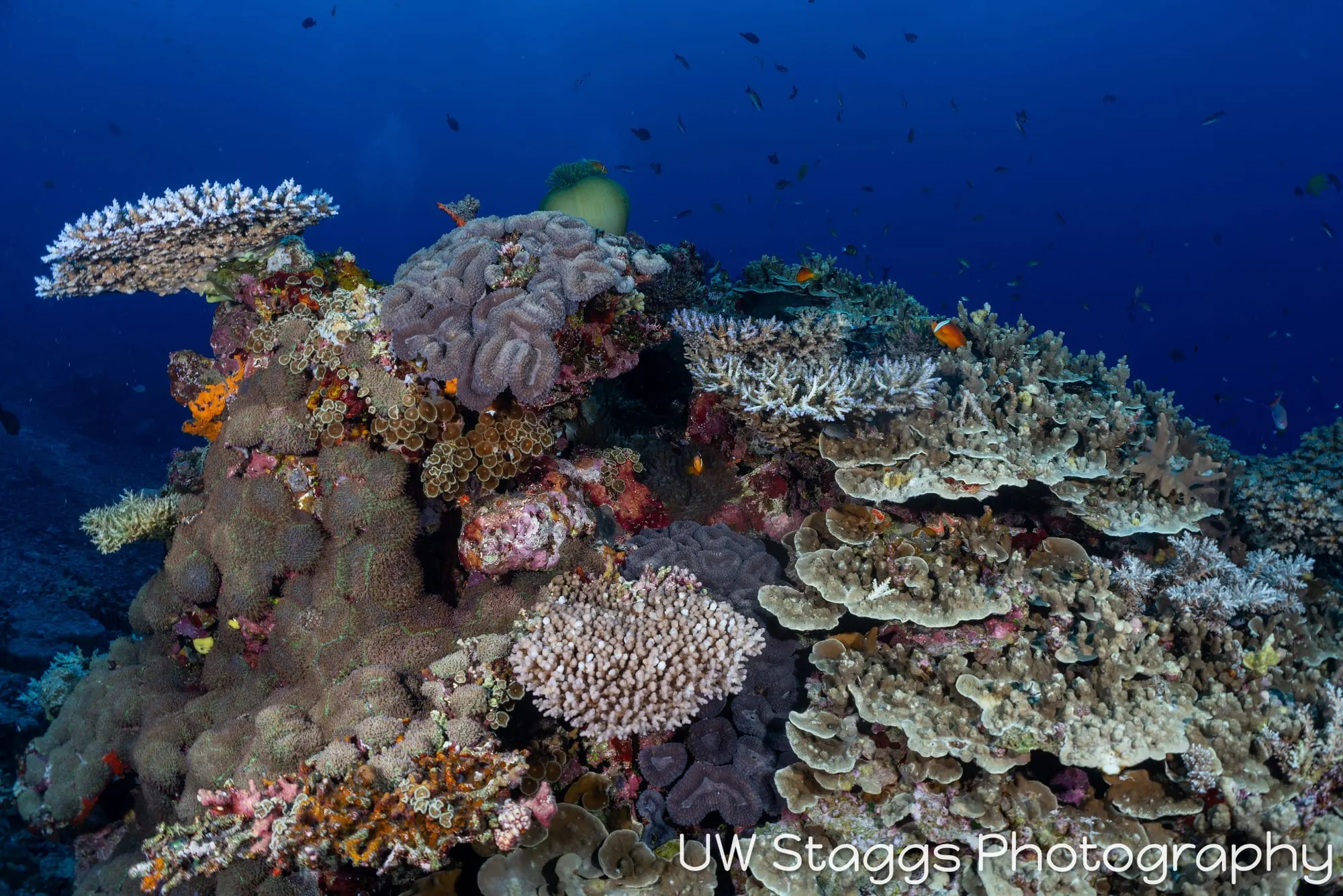Reef Scene — Bligh Waters, Fiji