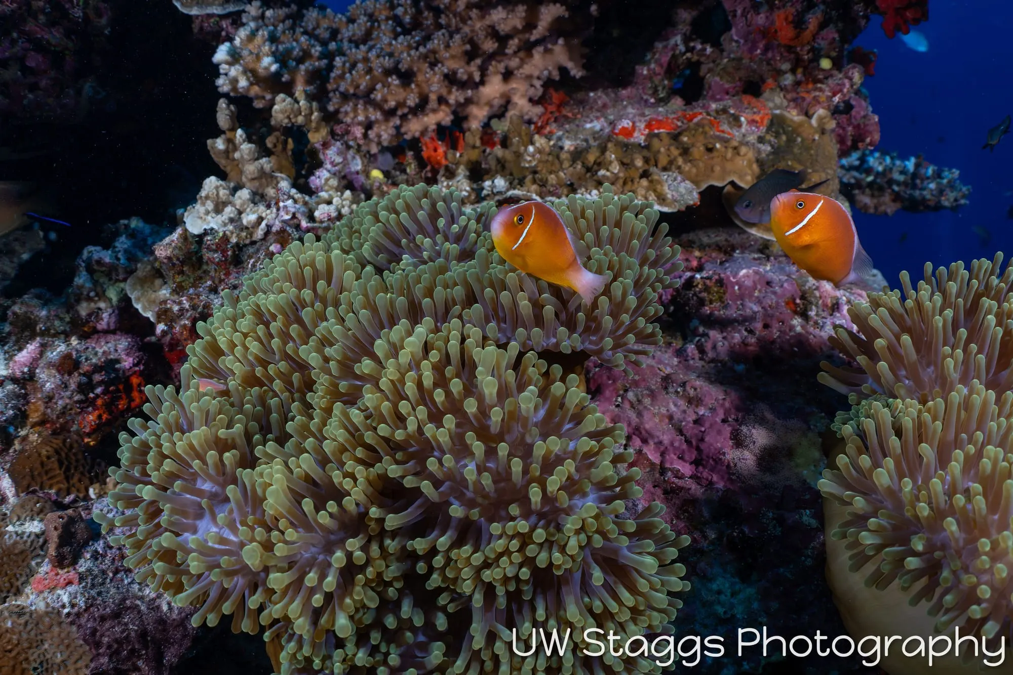 Reef Scene — Bligh Waters, Fiji