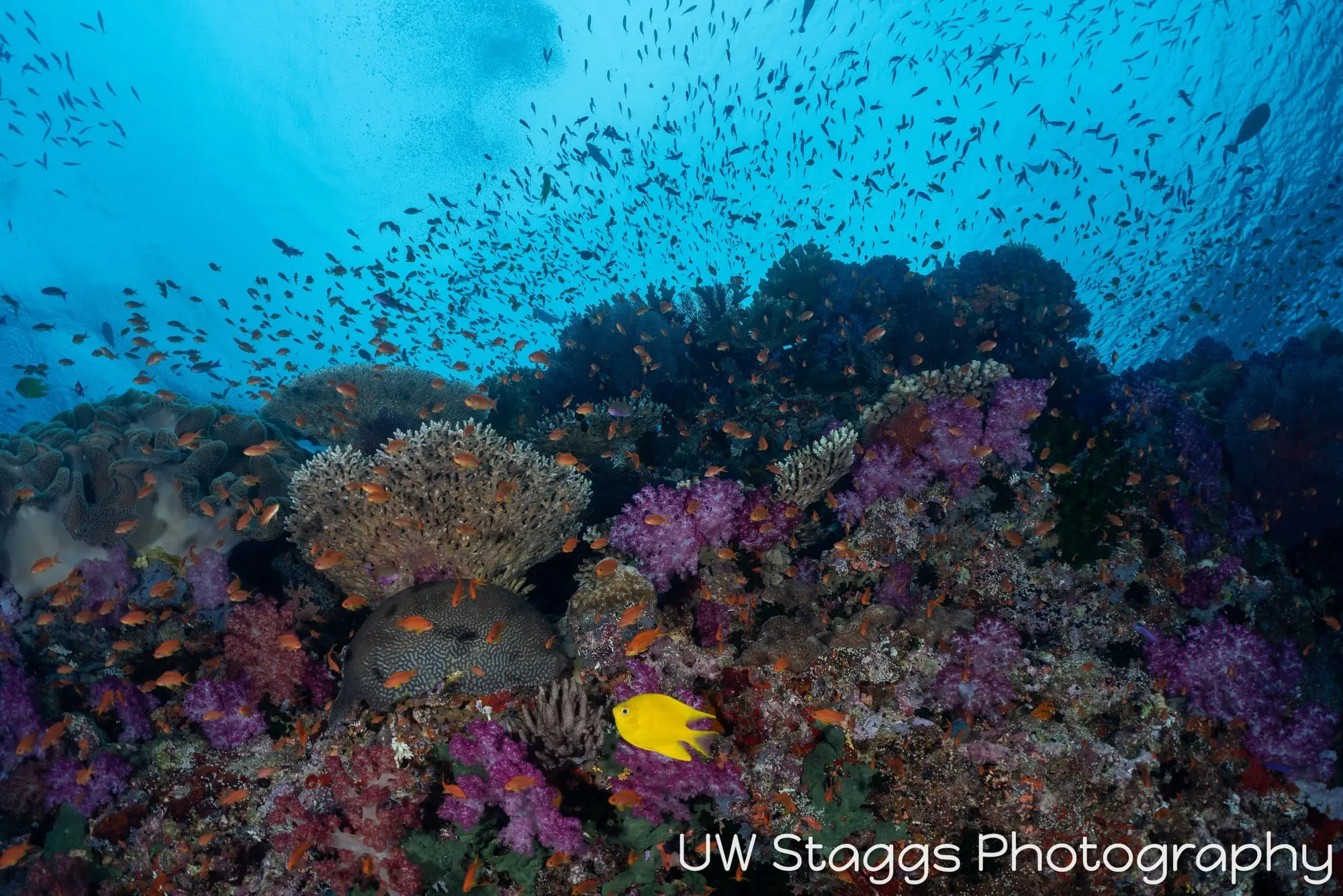 Reef Scene — Bligh Waters, Fiji