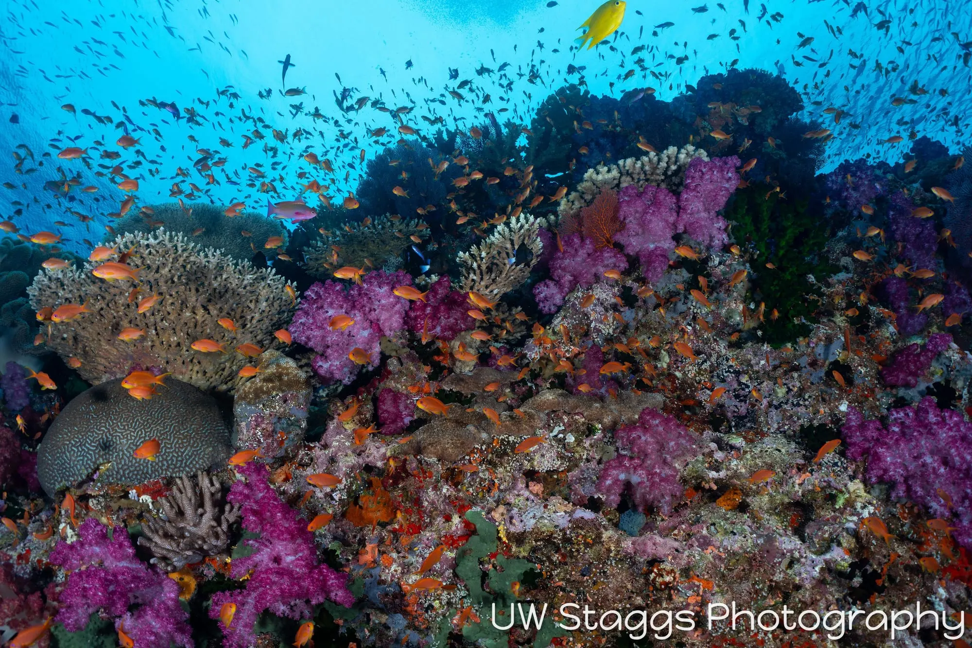 Reef Scene — Bligh Waters, Fiji