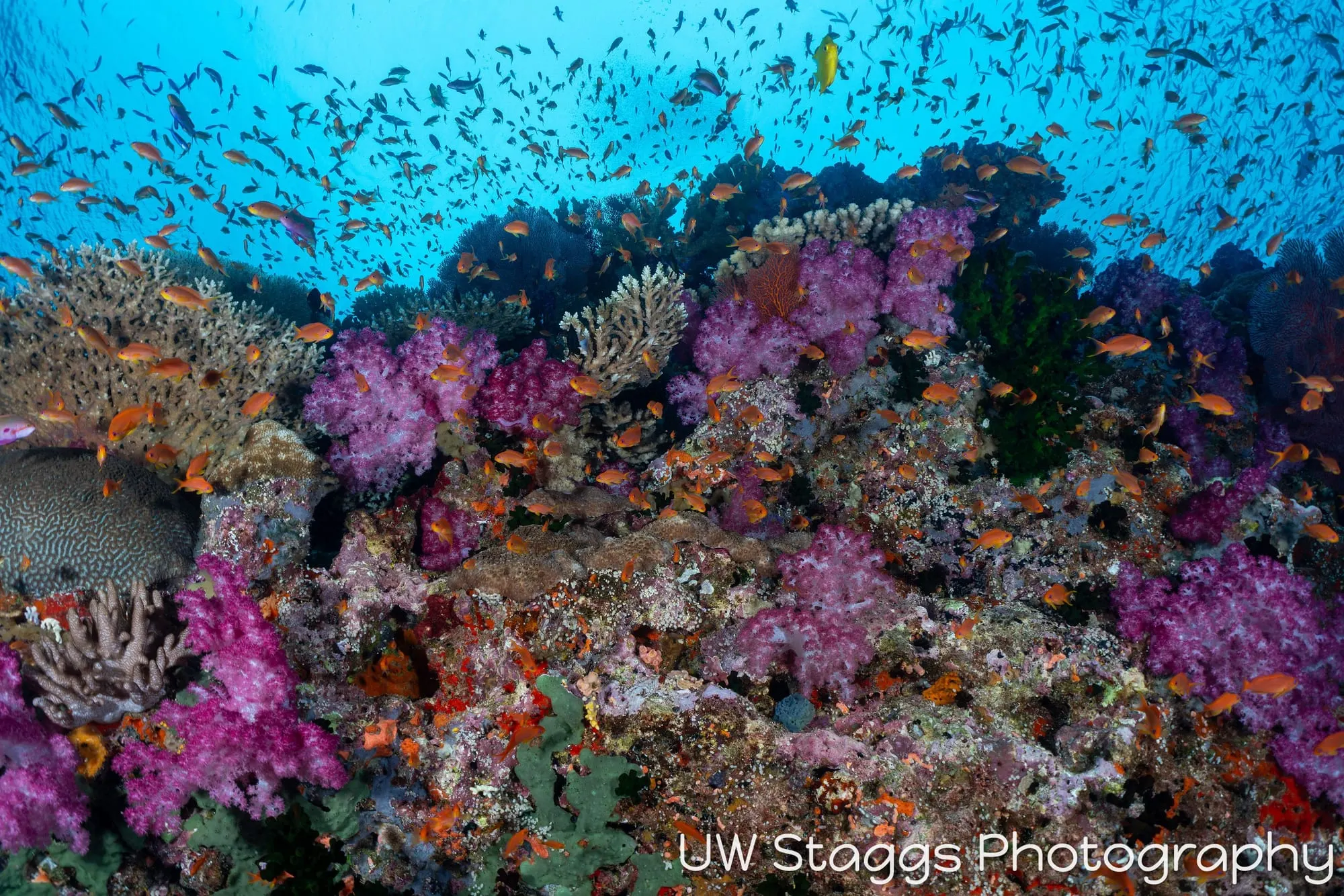 Reef Scene — Bligh Waters, Fiji