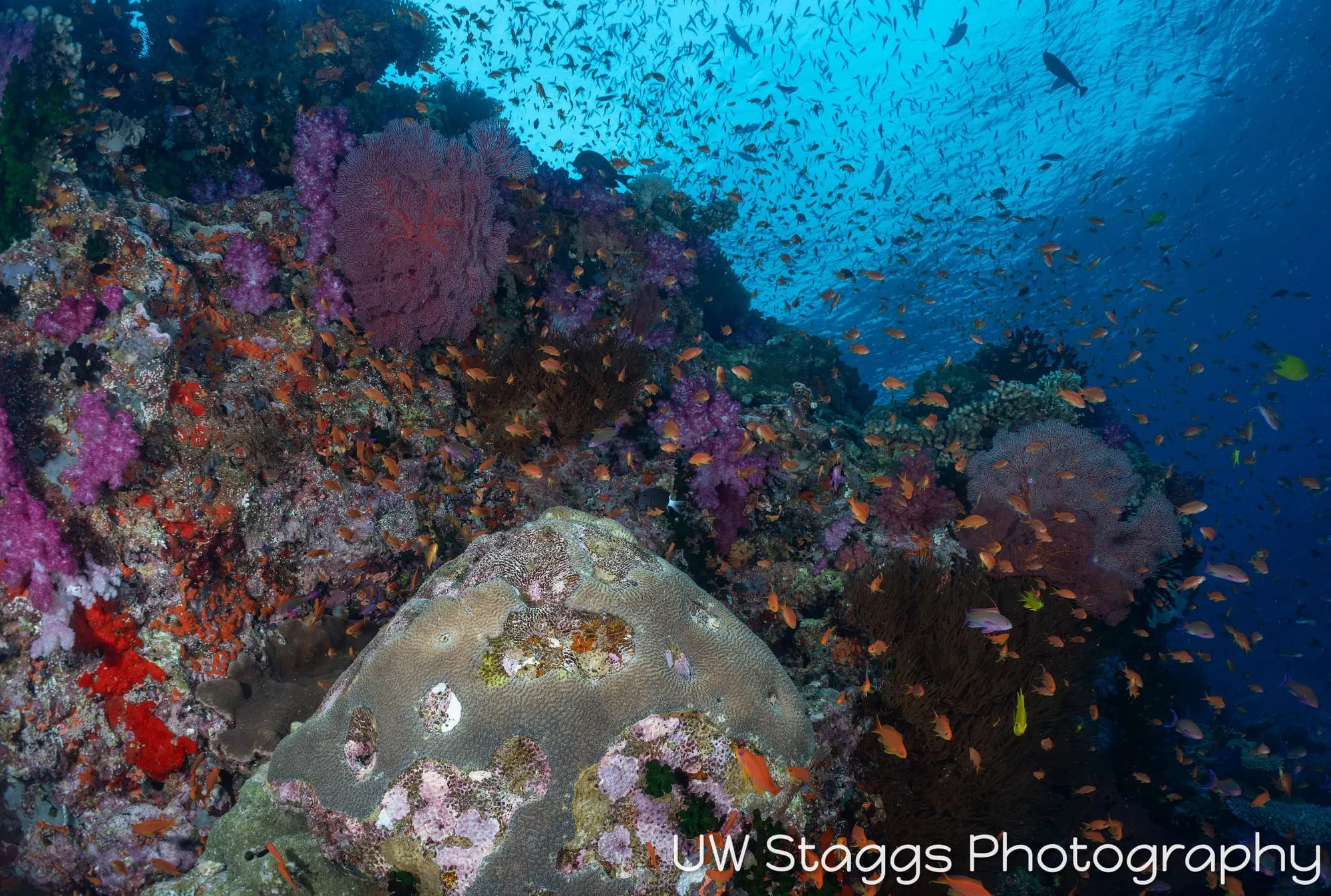 Reef Scene — Bligh Waters, Fiji