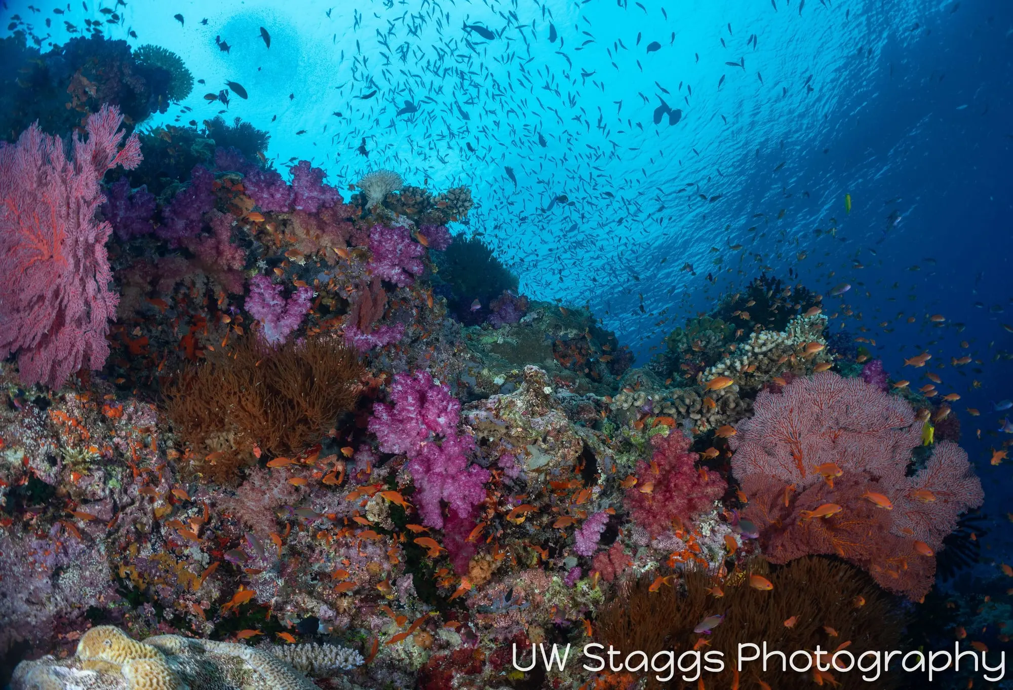 Reef Scene — Bligh Waters, Fiji