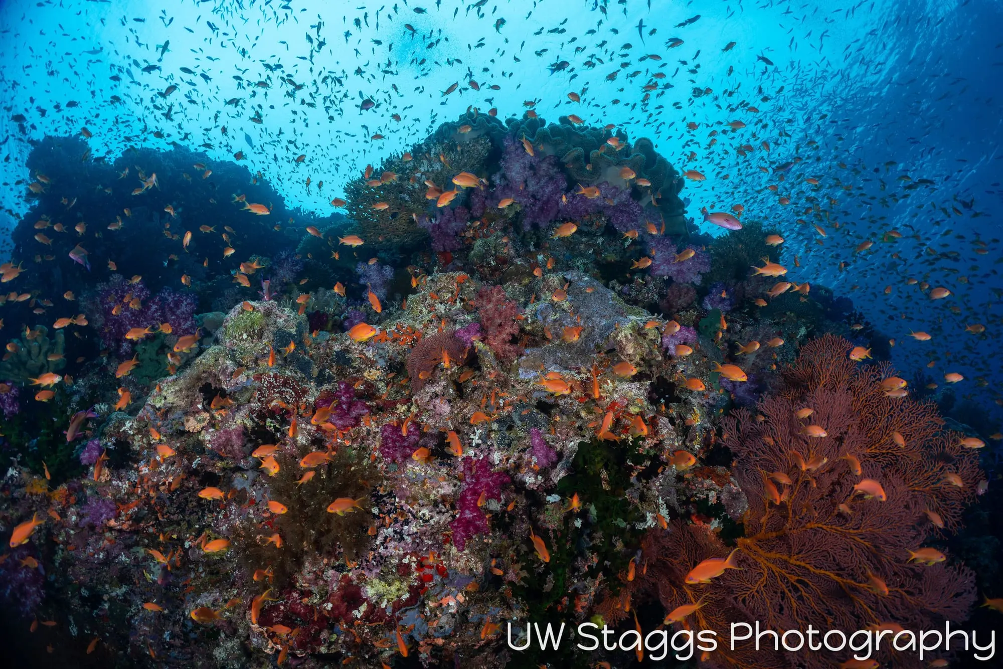 Reef Scene — Bligh Waters, Fiji