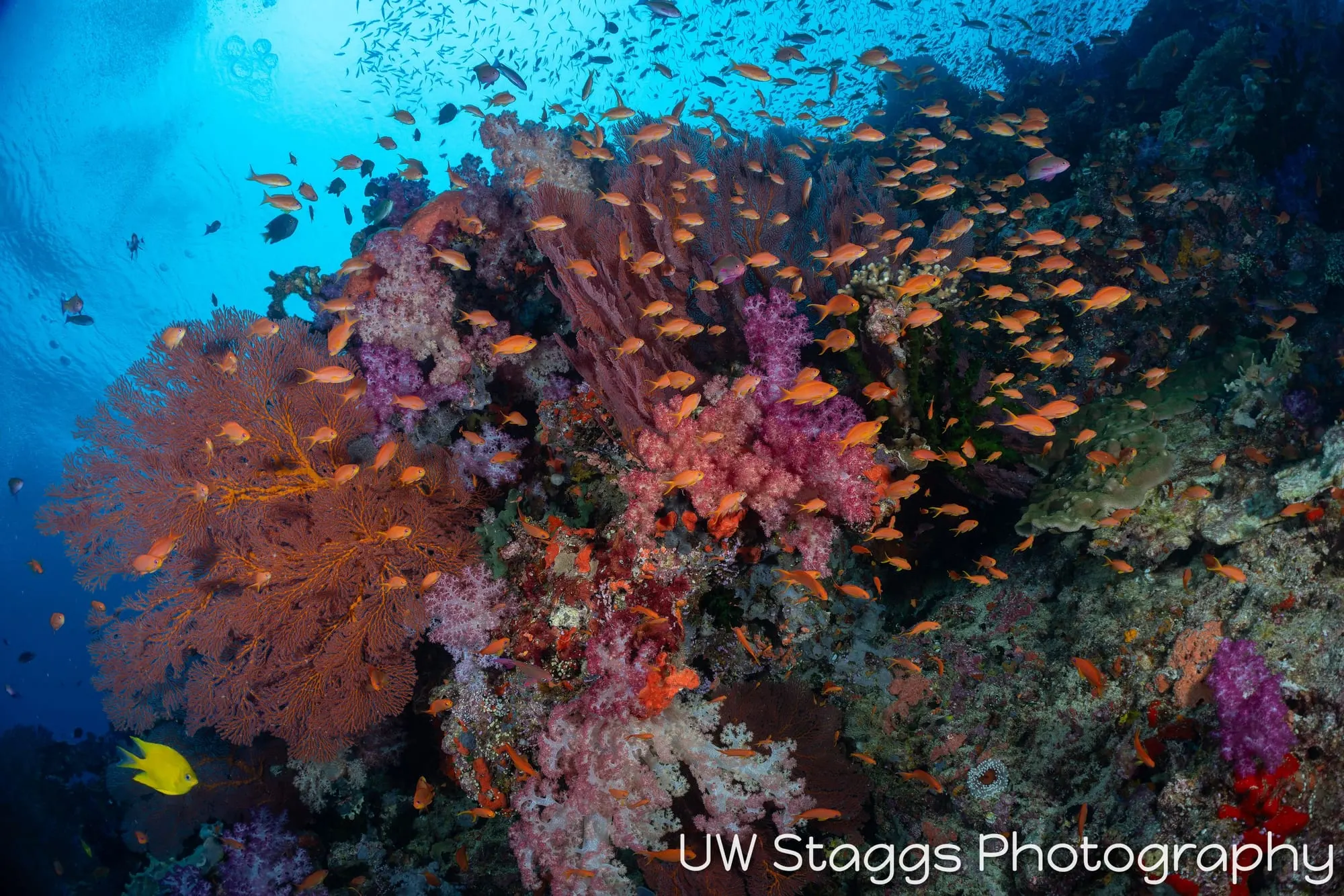 Reef Scene — Bligh Waters, Fiji