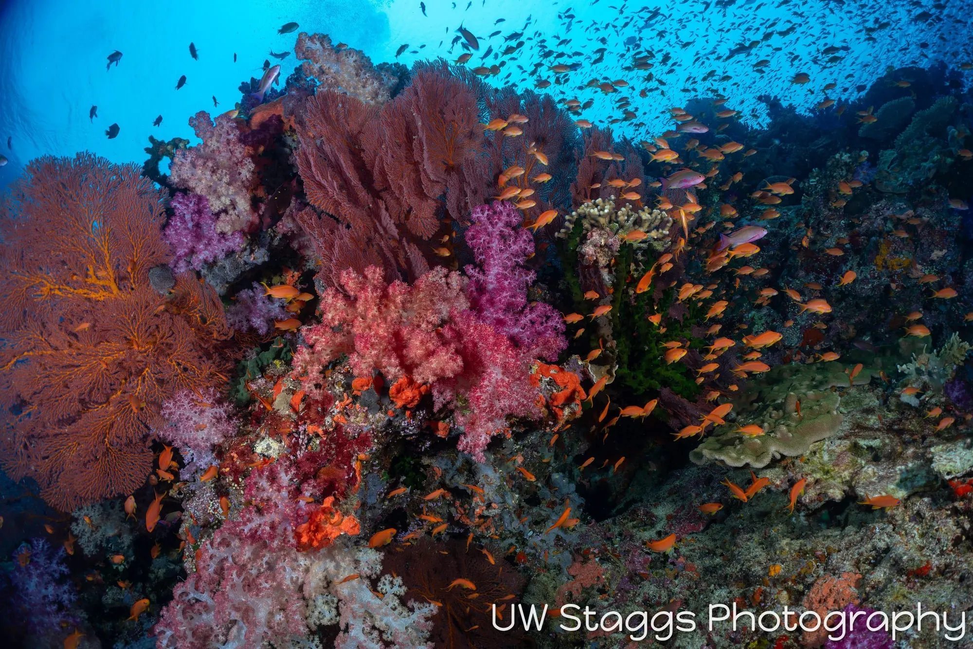 Reef Scene — Bligh Waters, Fiji