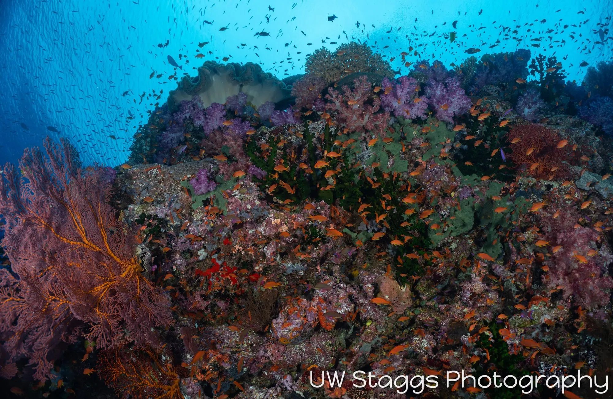 Reef Scene — Bligh Waters, Fiji