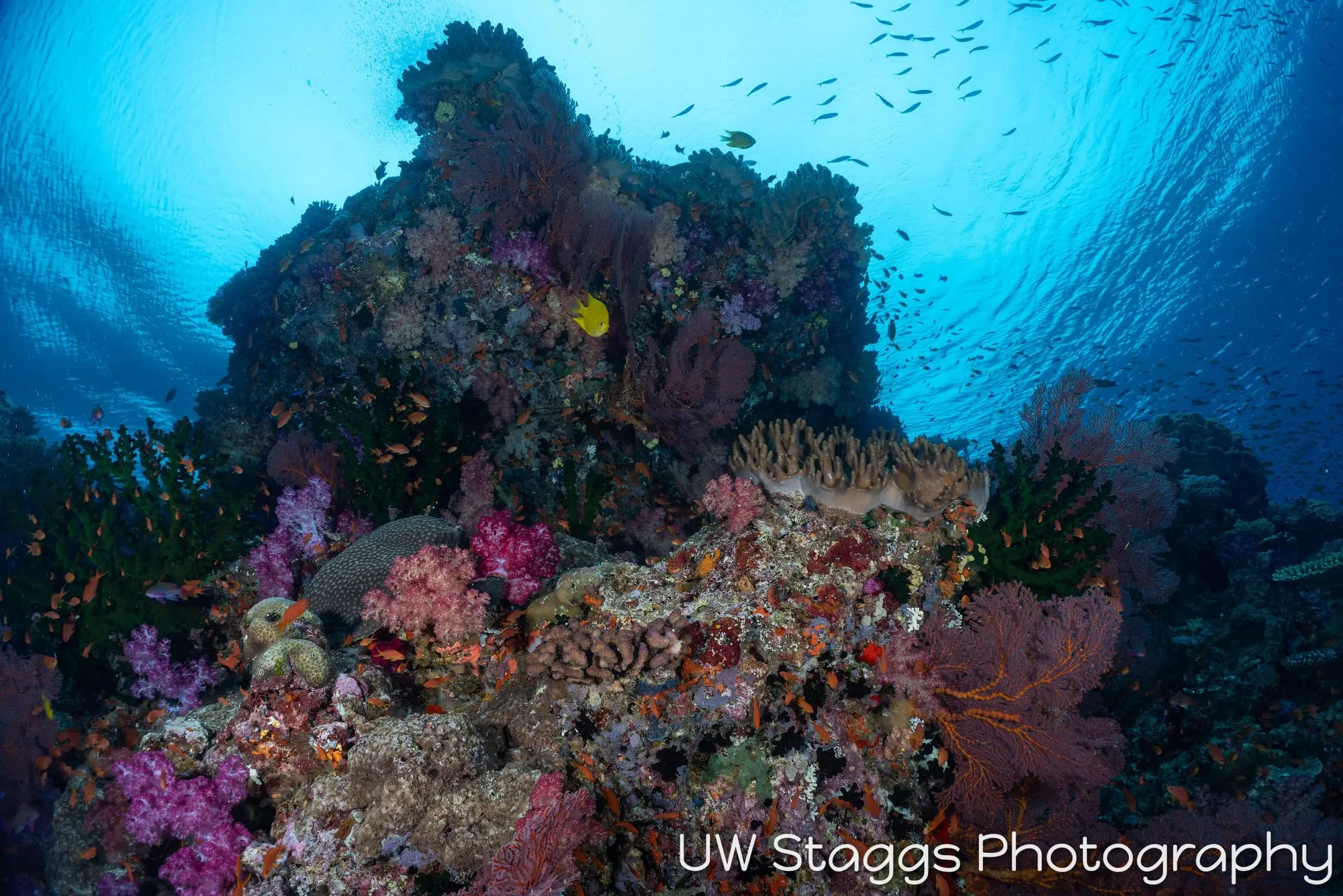 Reef Scene — Bligh Waters, Fiji