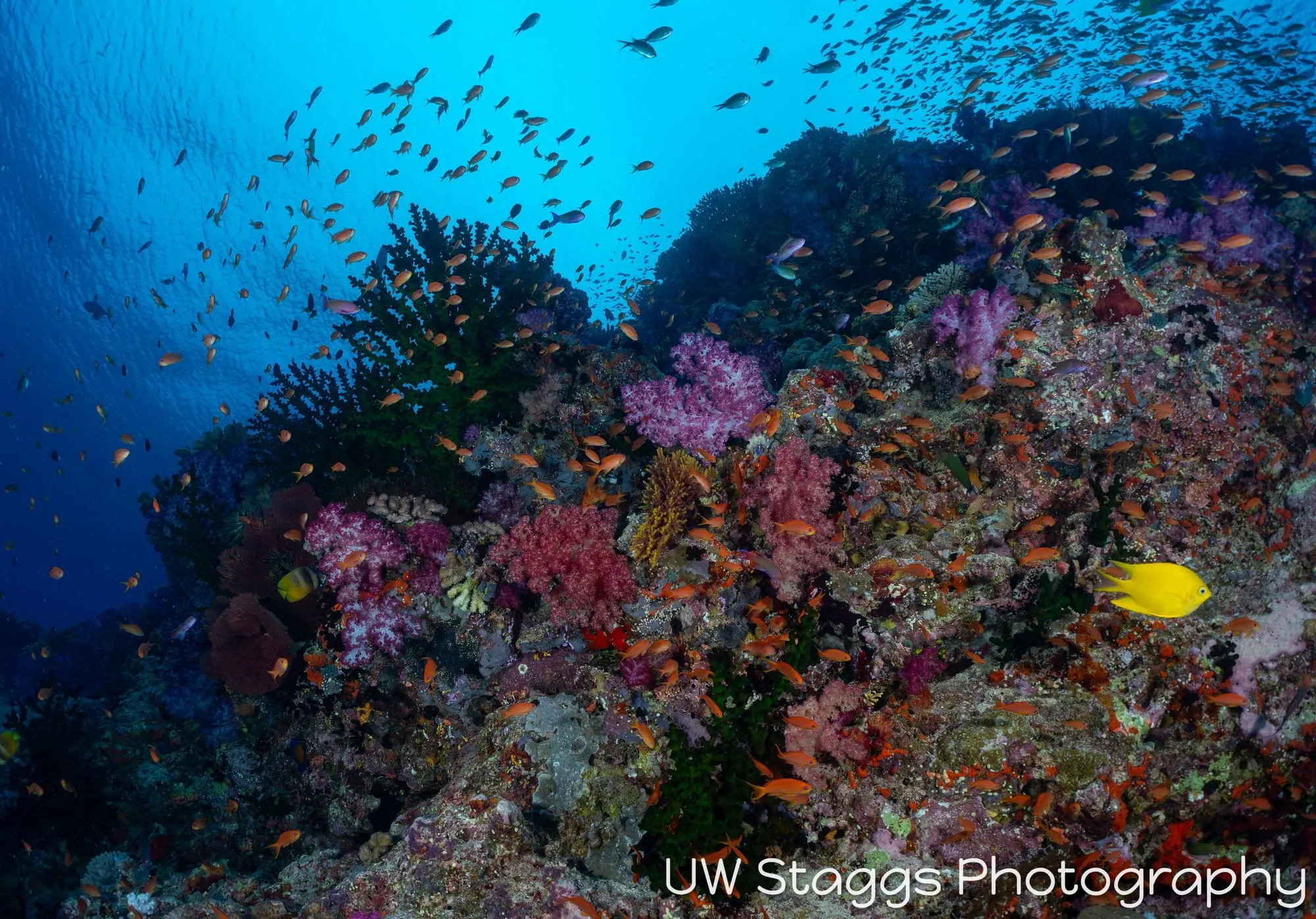 Reef Scene — Bligh Waters, Fiji