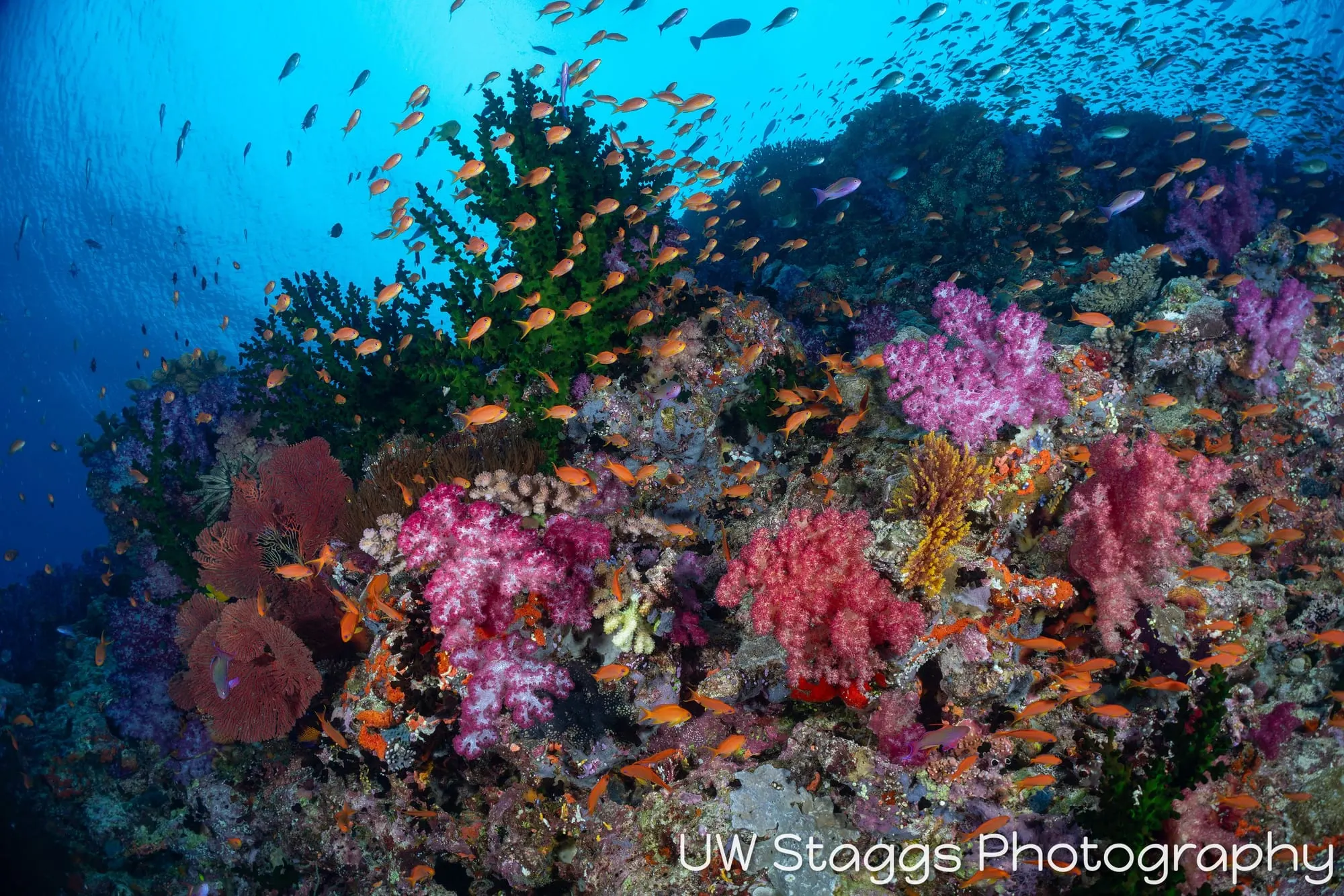 Reef Scene — Bligh Waters, Fiji