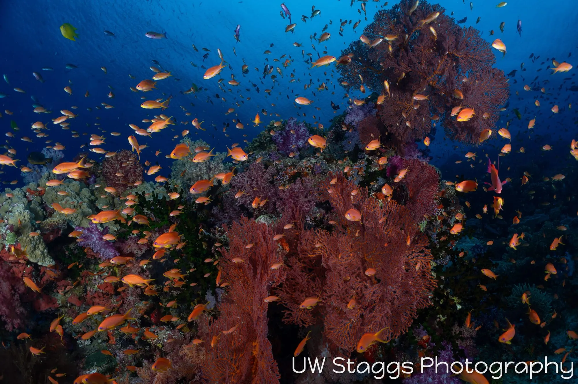 Reef Scene — Bligh Waters, Fiji