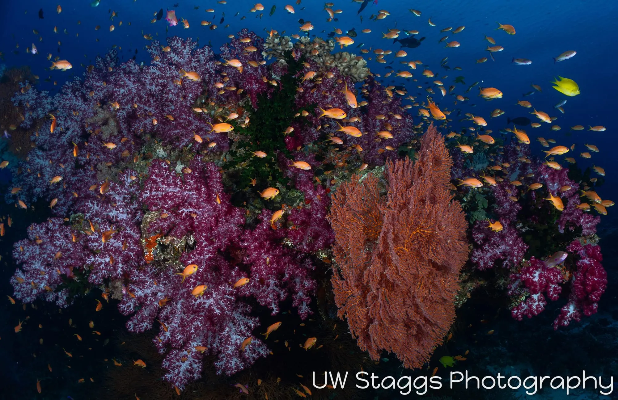 Reef Scene — Bligh Waters, Fiji
