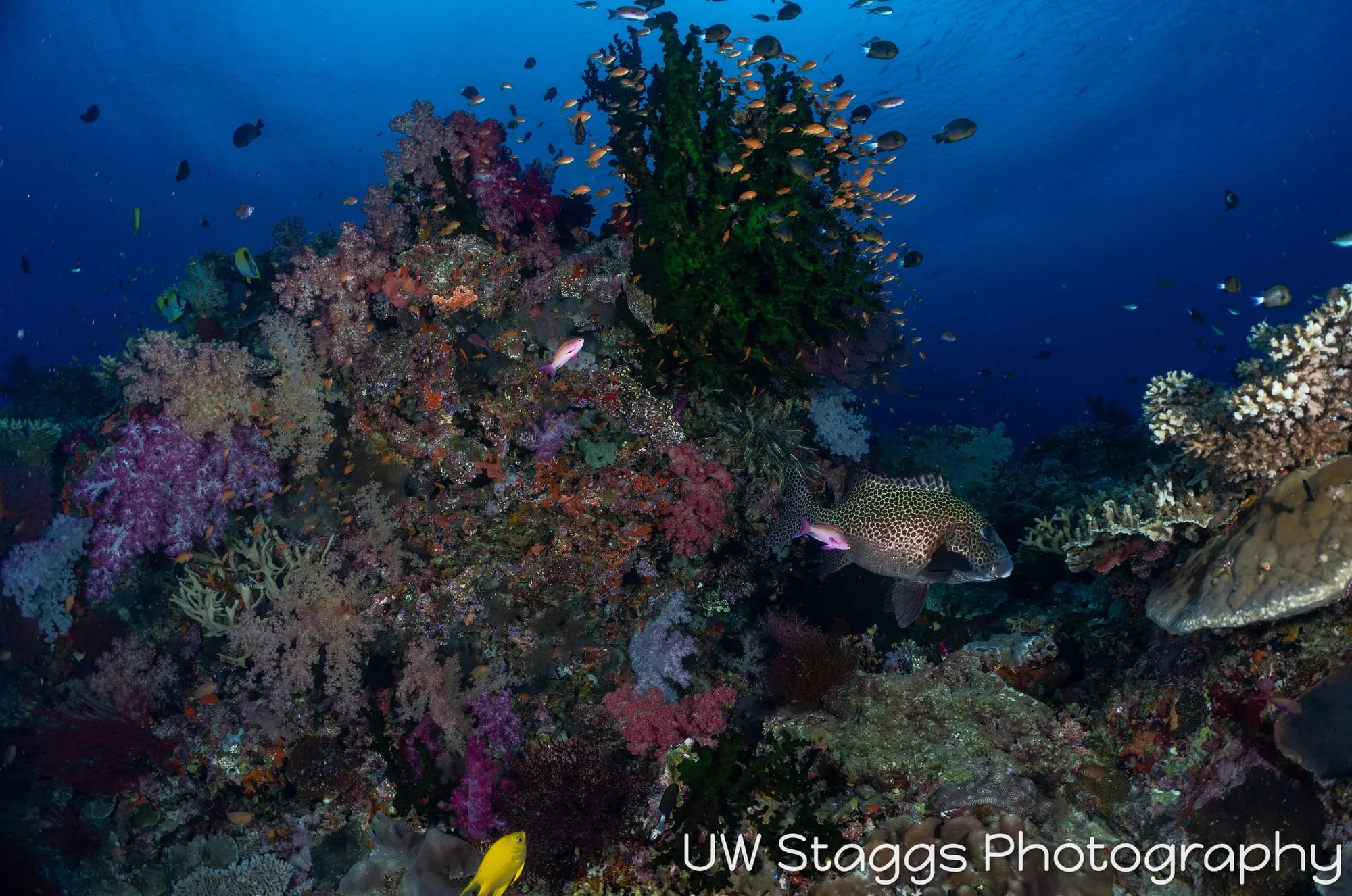 Reef Scene — Bligh Waters, Fiji