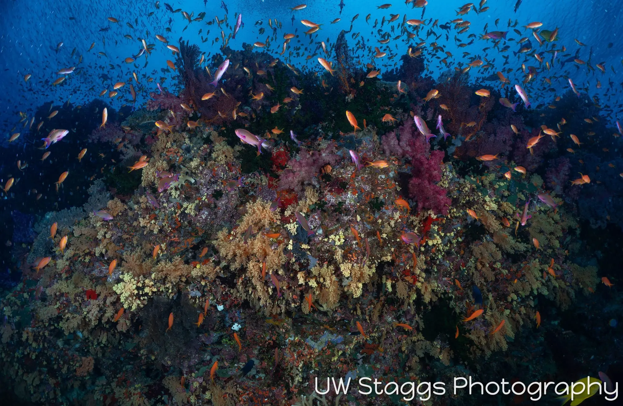 Reef Scene — Bligh Waters, Fiji