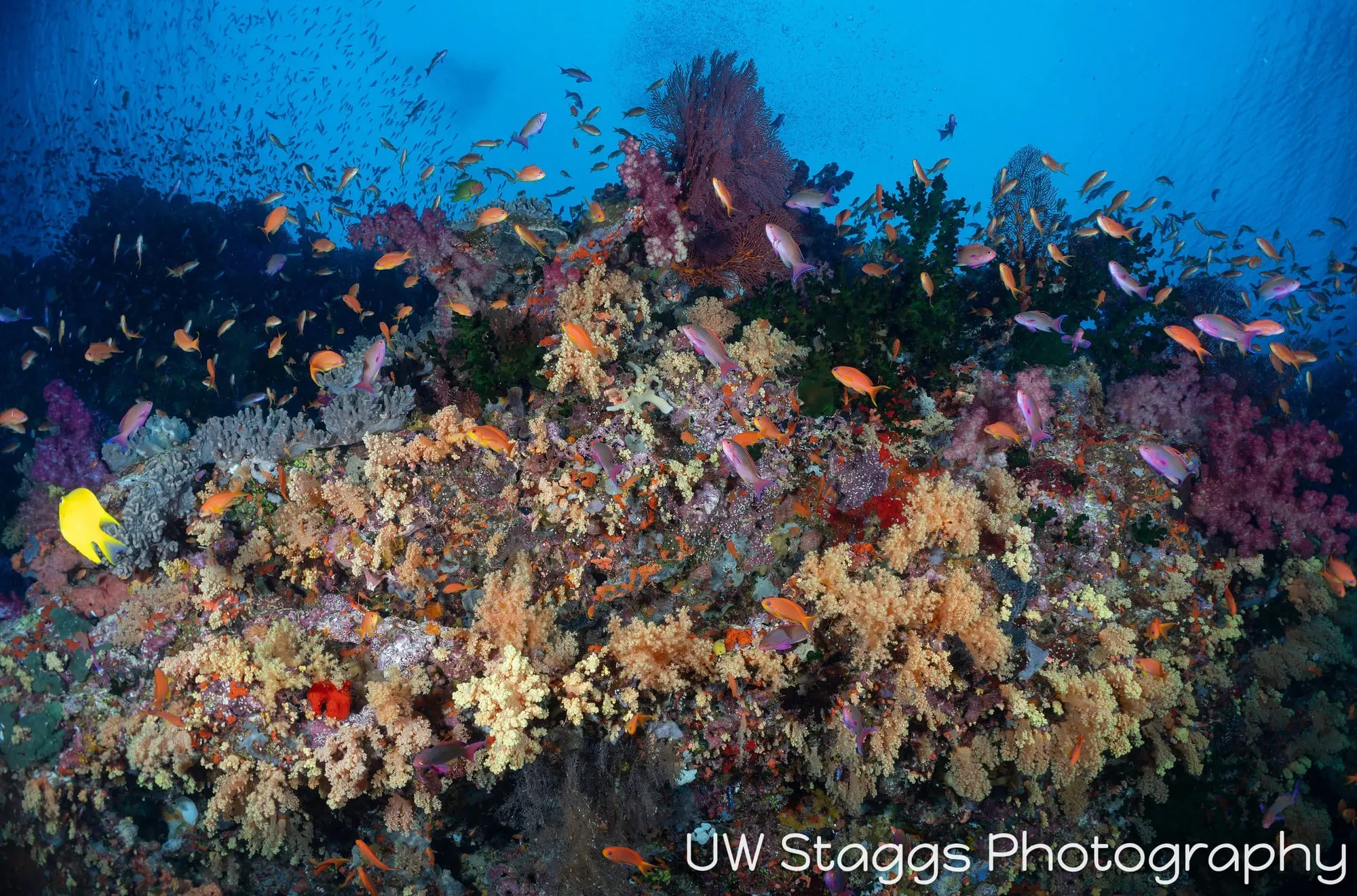 Reef Scene — Bligh Waters, Fiji