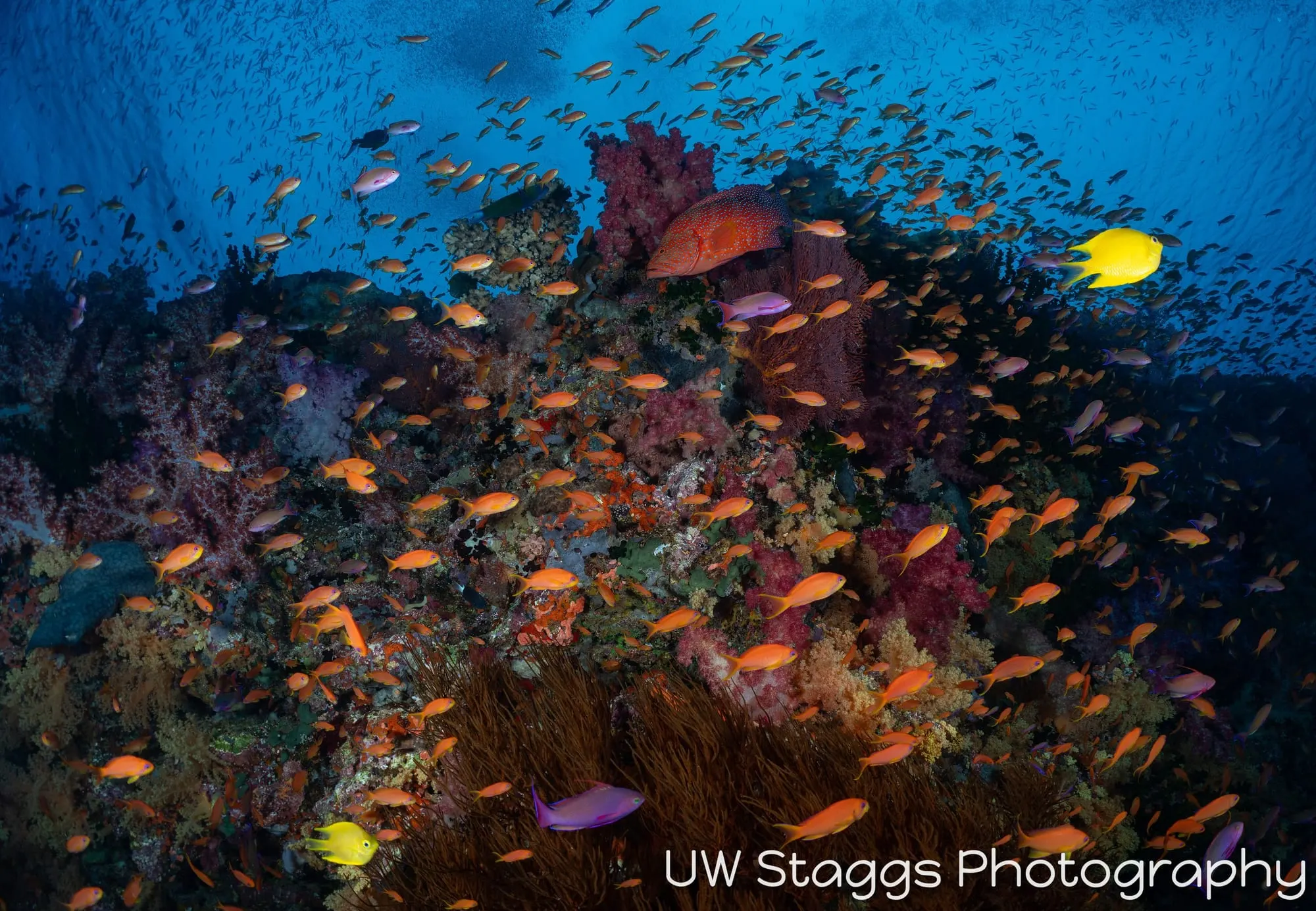 Reef Scene — Bligh Waters, Fiji