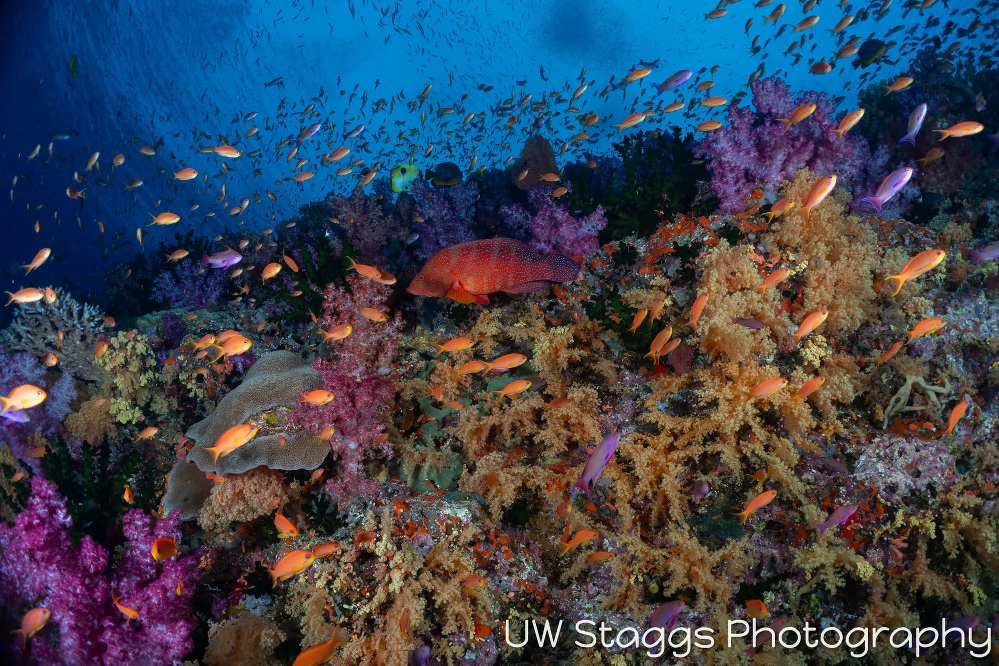 Reef Scene — Bligh Waters, Fiji