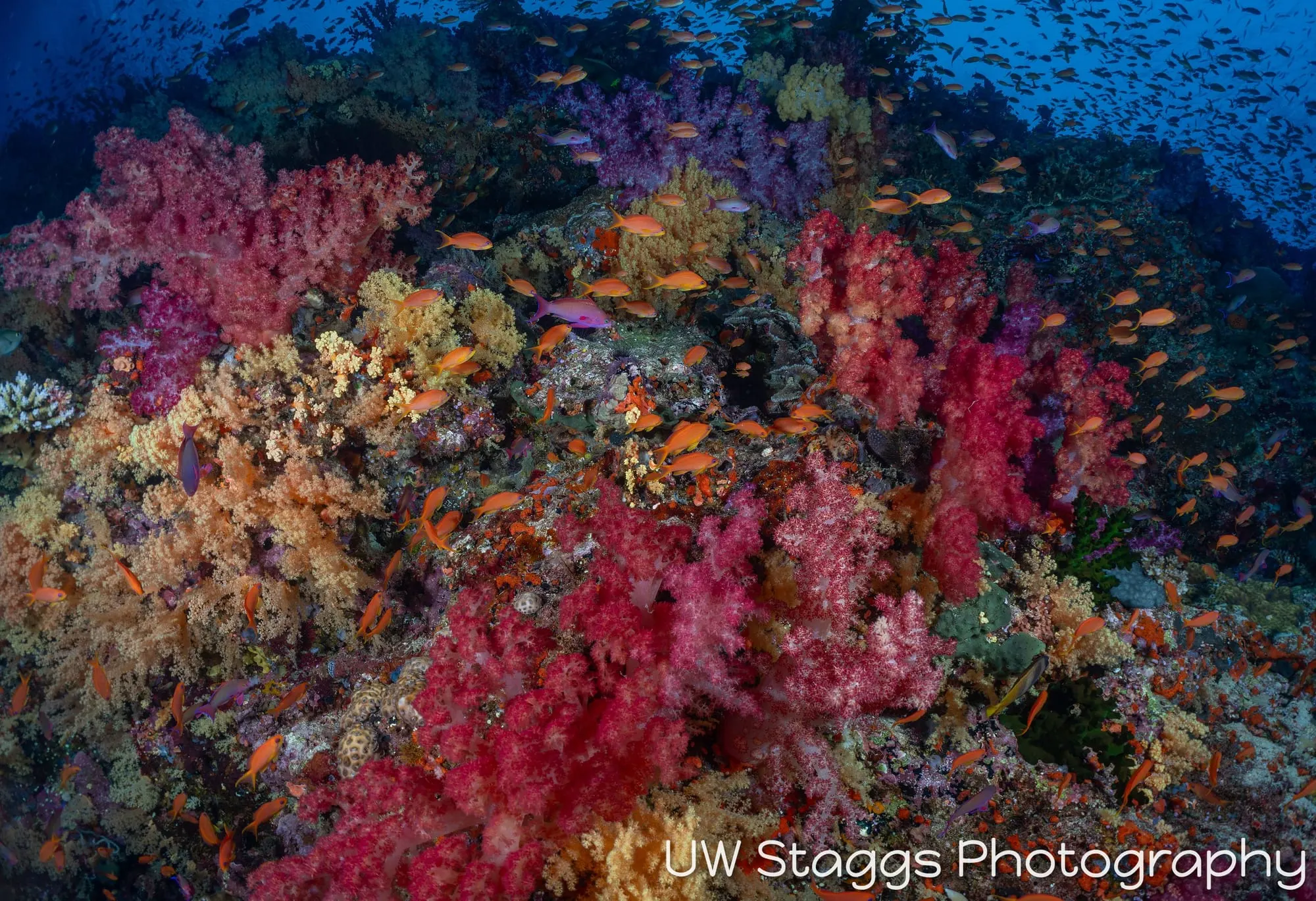 Reef Scene — Bligh Waters, Fiji