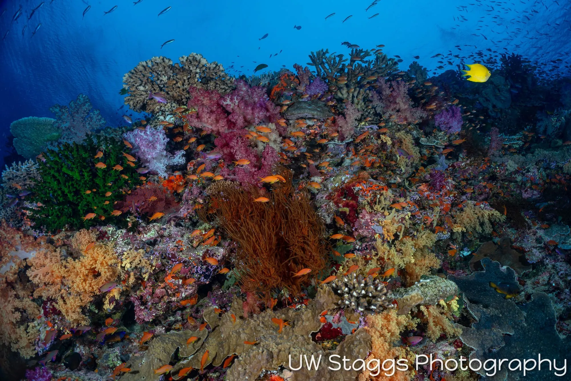 Reef Scene — Bligh Waters, Fiji