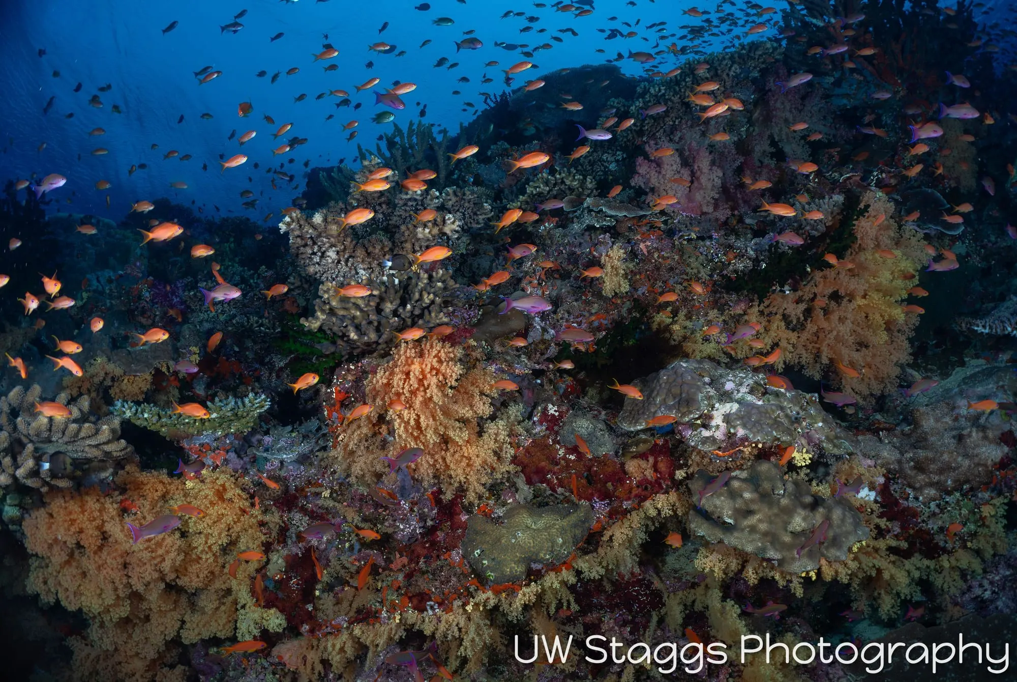 Reef Scene — Bligh Waters, Fiji