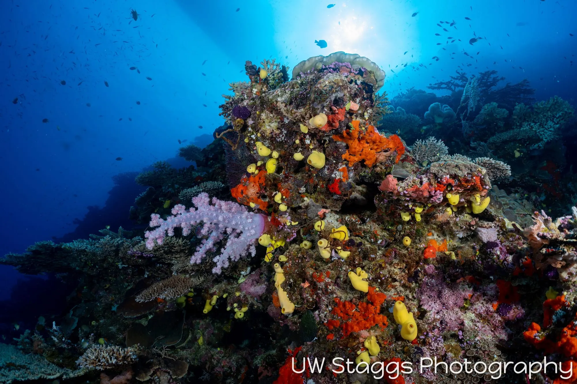 Reef Scene — Bligh Waters, Fiji