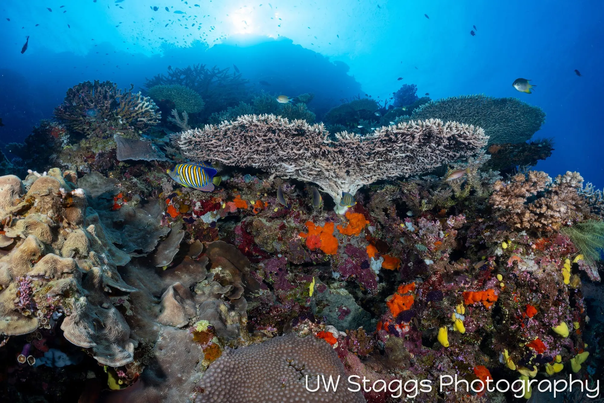 Reef Scene — Bligh Waters, Fiji